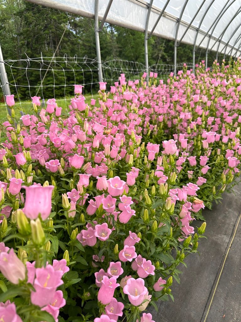 CAMPANULA carpatica Champion Pro