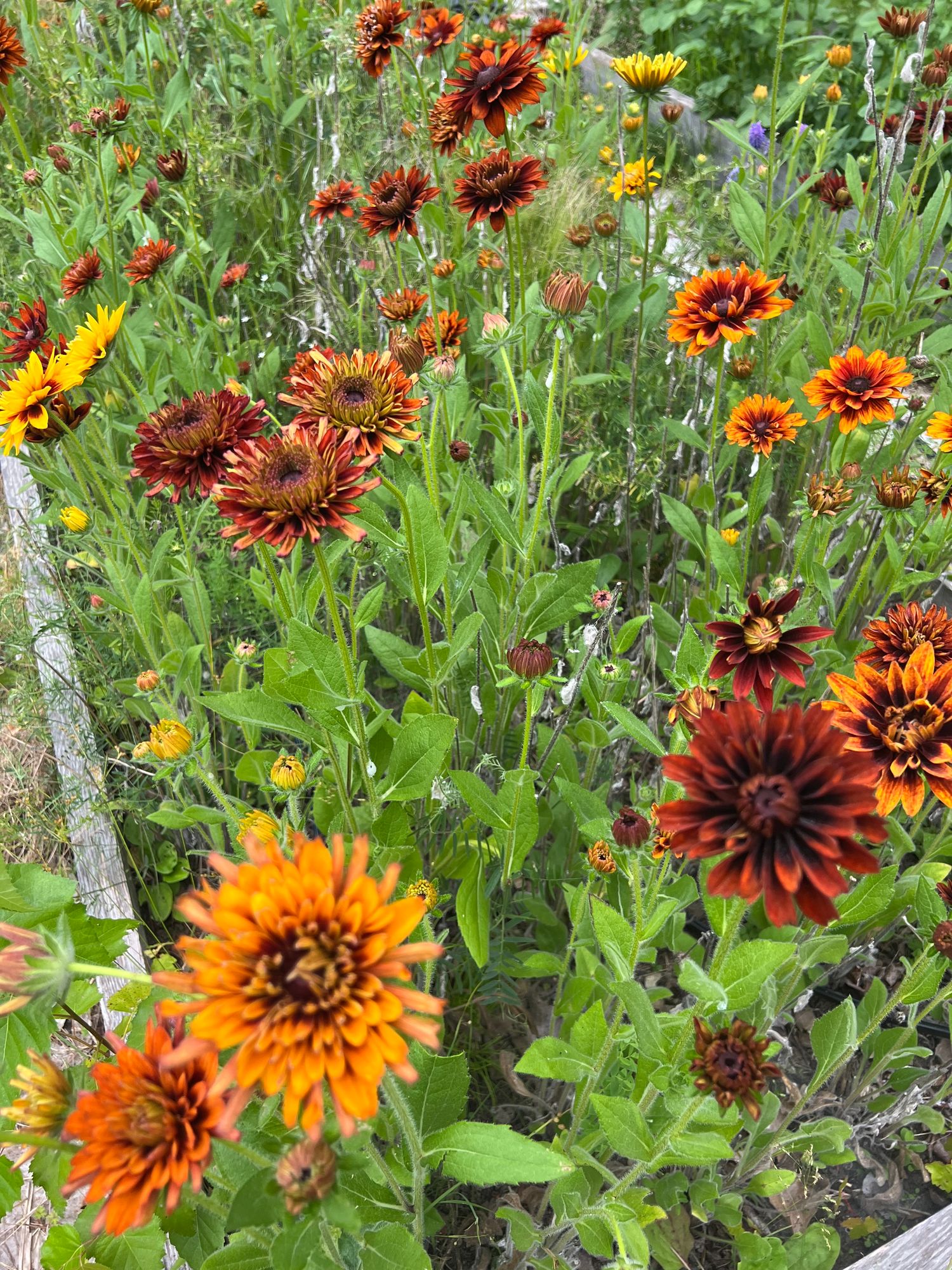 RUDBECKIA hirta Cherokee Sunset
