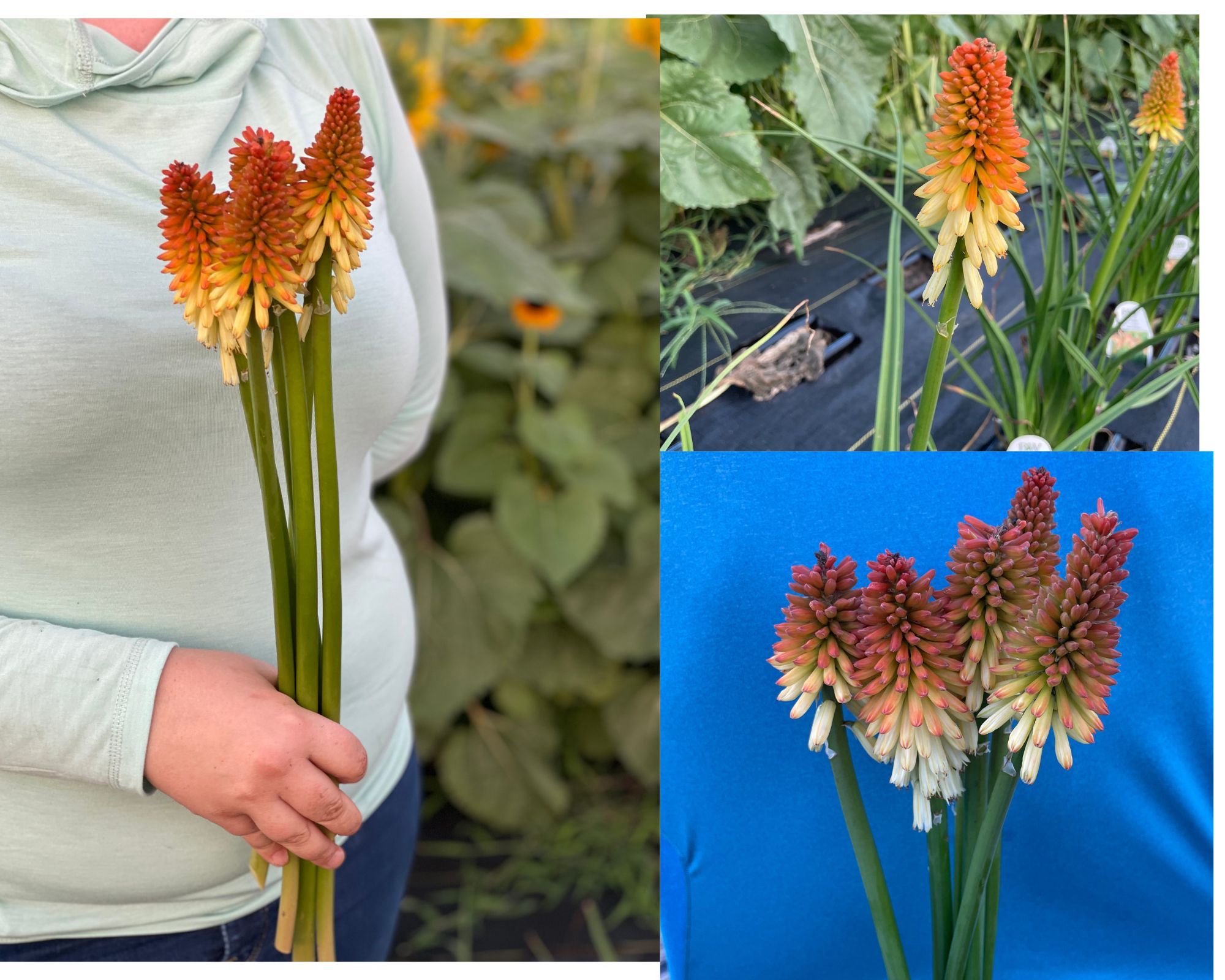 KNIPHOFIA caulescens