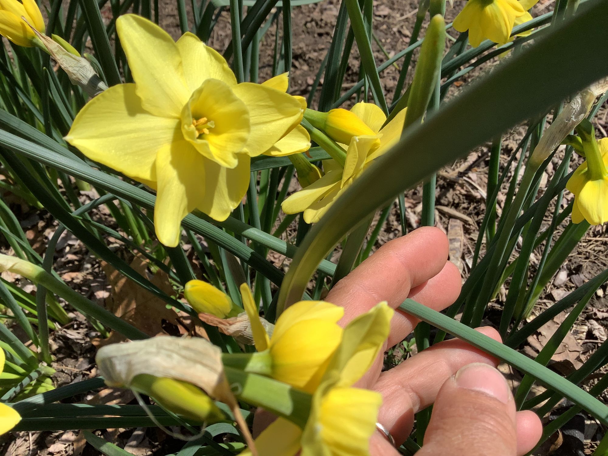 NARCISSUS Regeneration