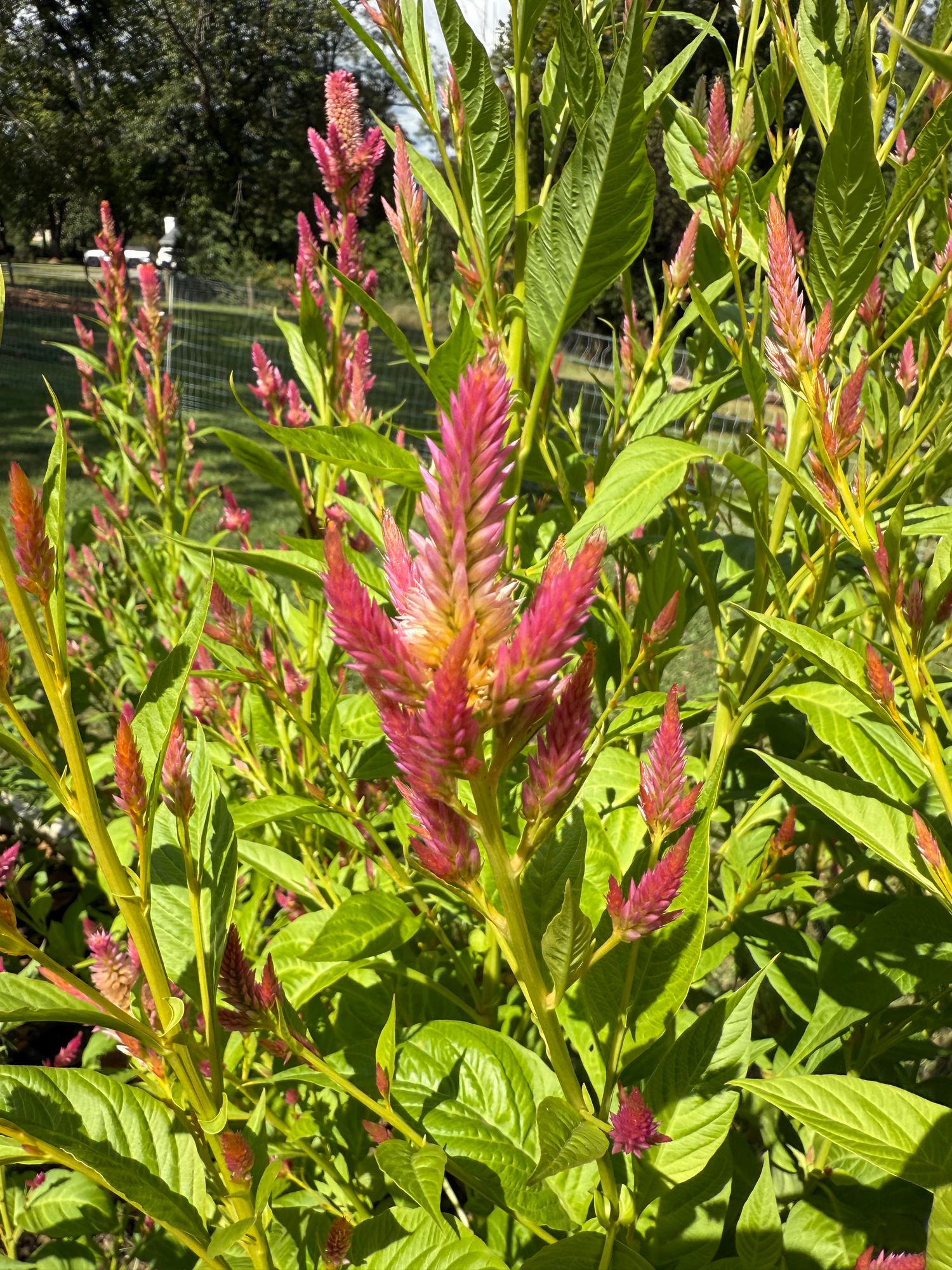CELOSIA argentea