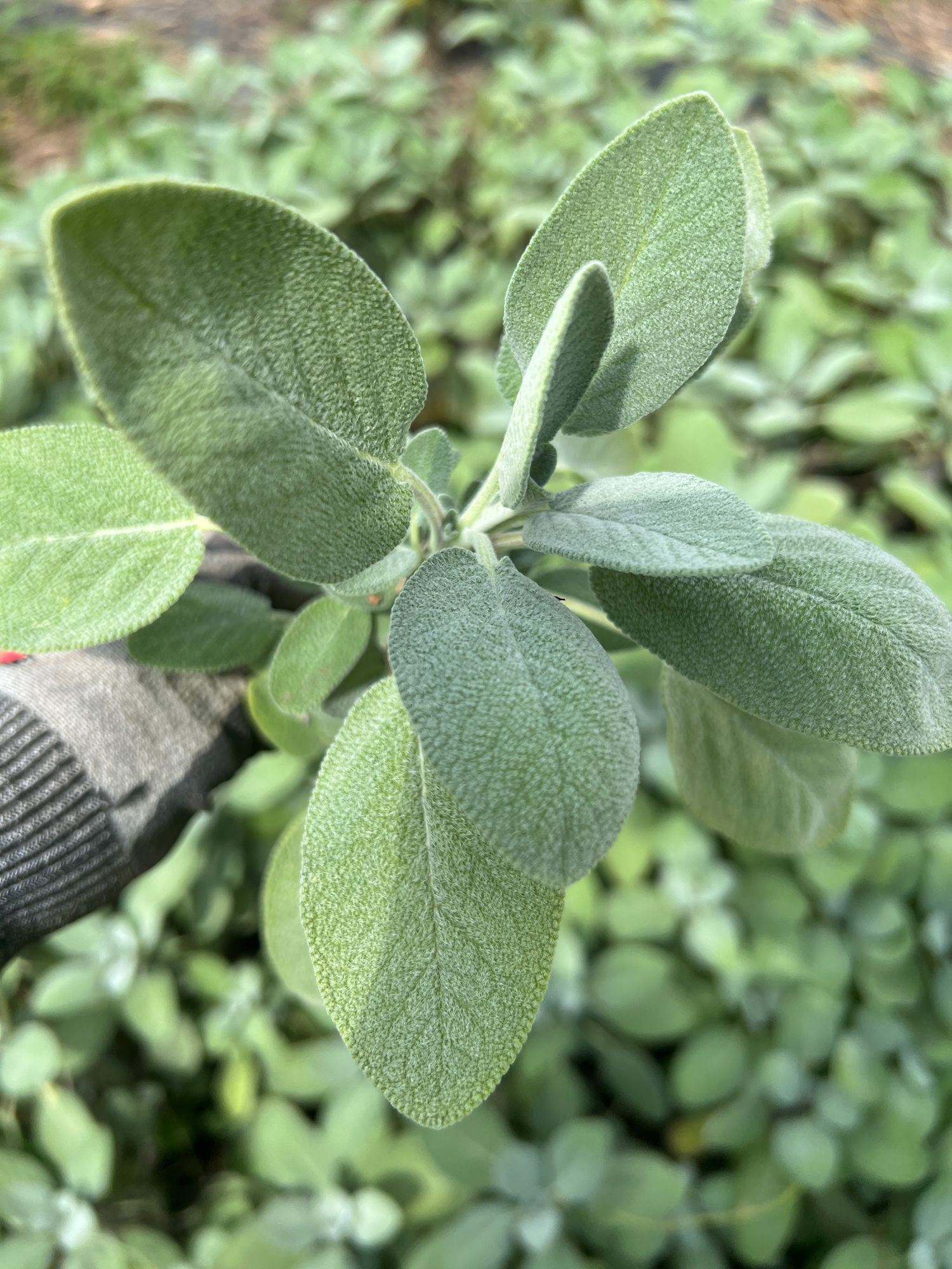 SALVIA officinalis Berrgarten