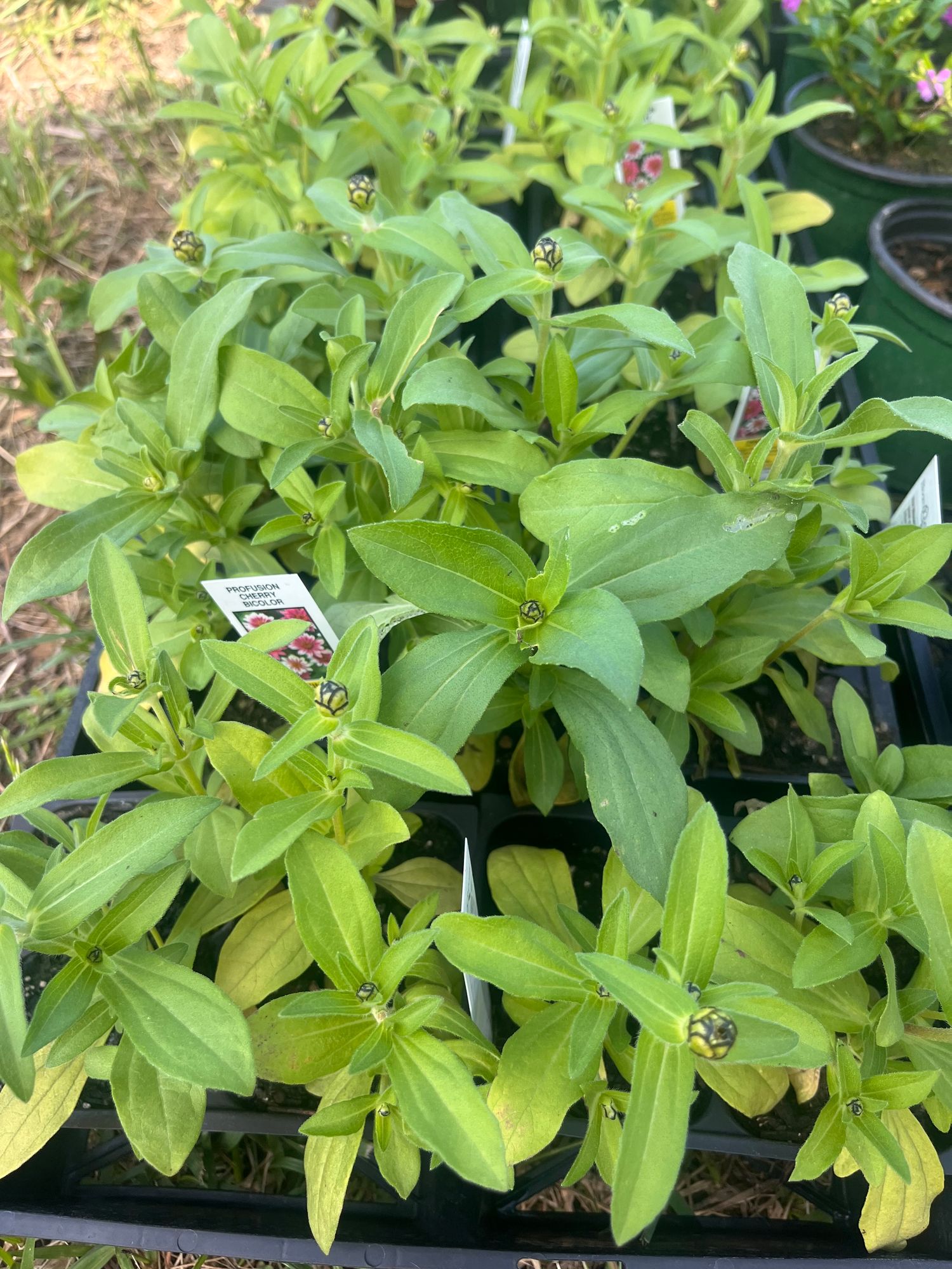 Zinnias