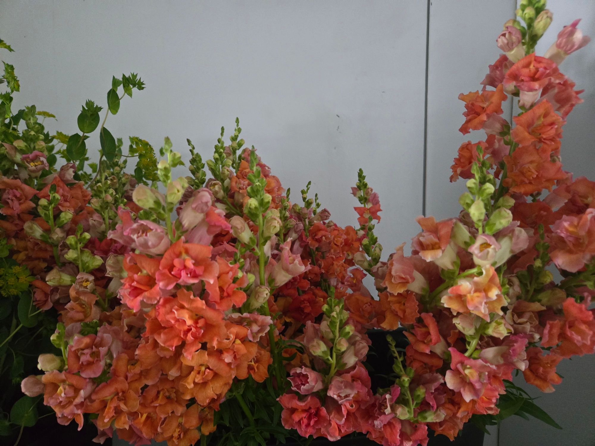 ANTIRRHINUM majus Chantilly Bronze