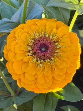 ZINNIA elegans Oklahoma Golden Yellow