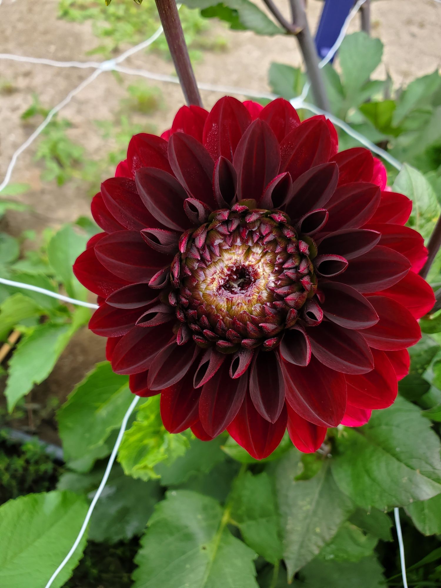 DAHLIA Decorative