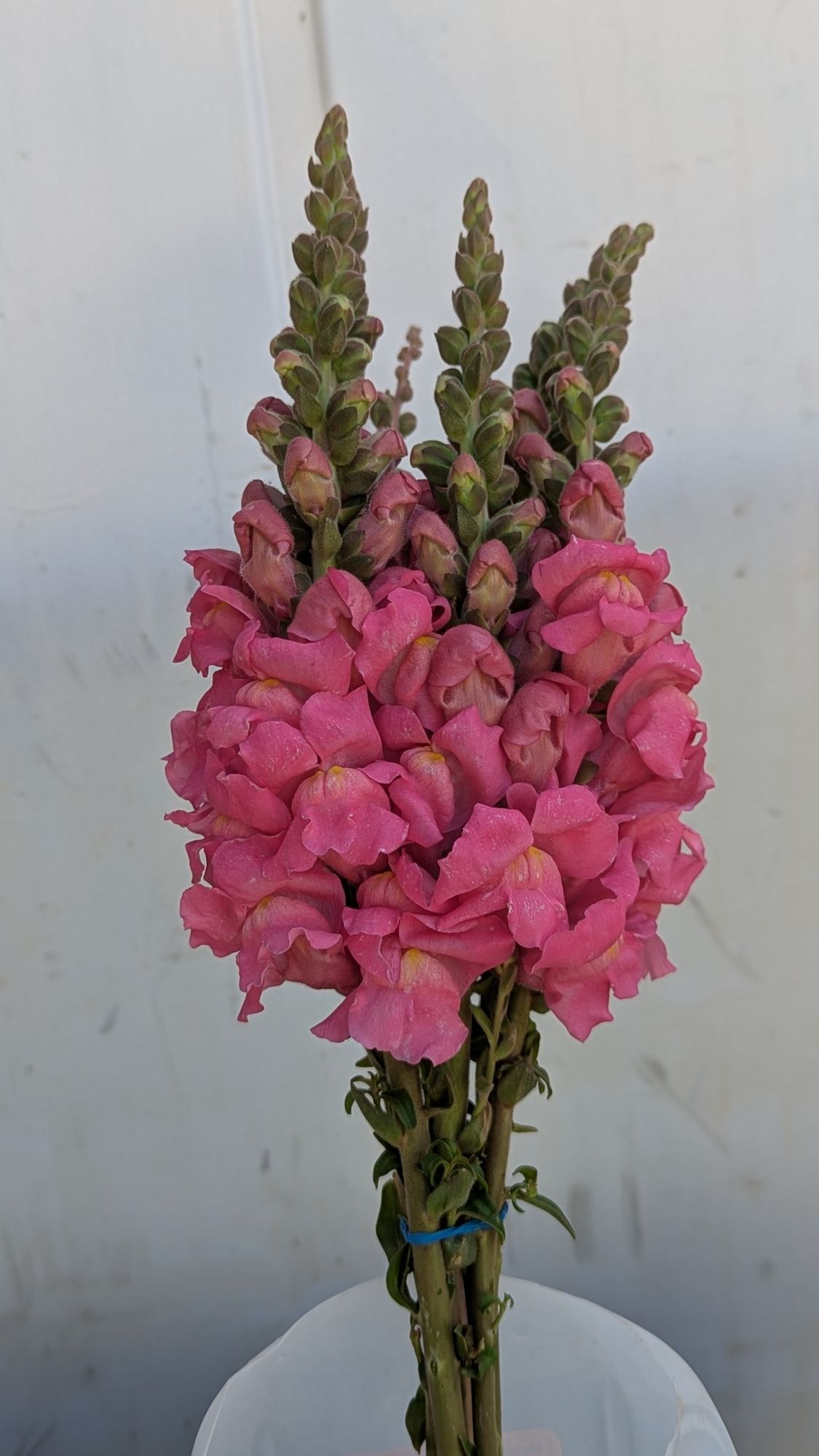 ANTIRRHINUM majus Costa Rose