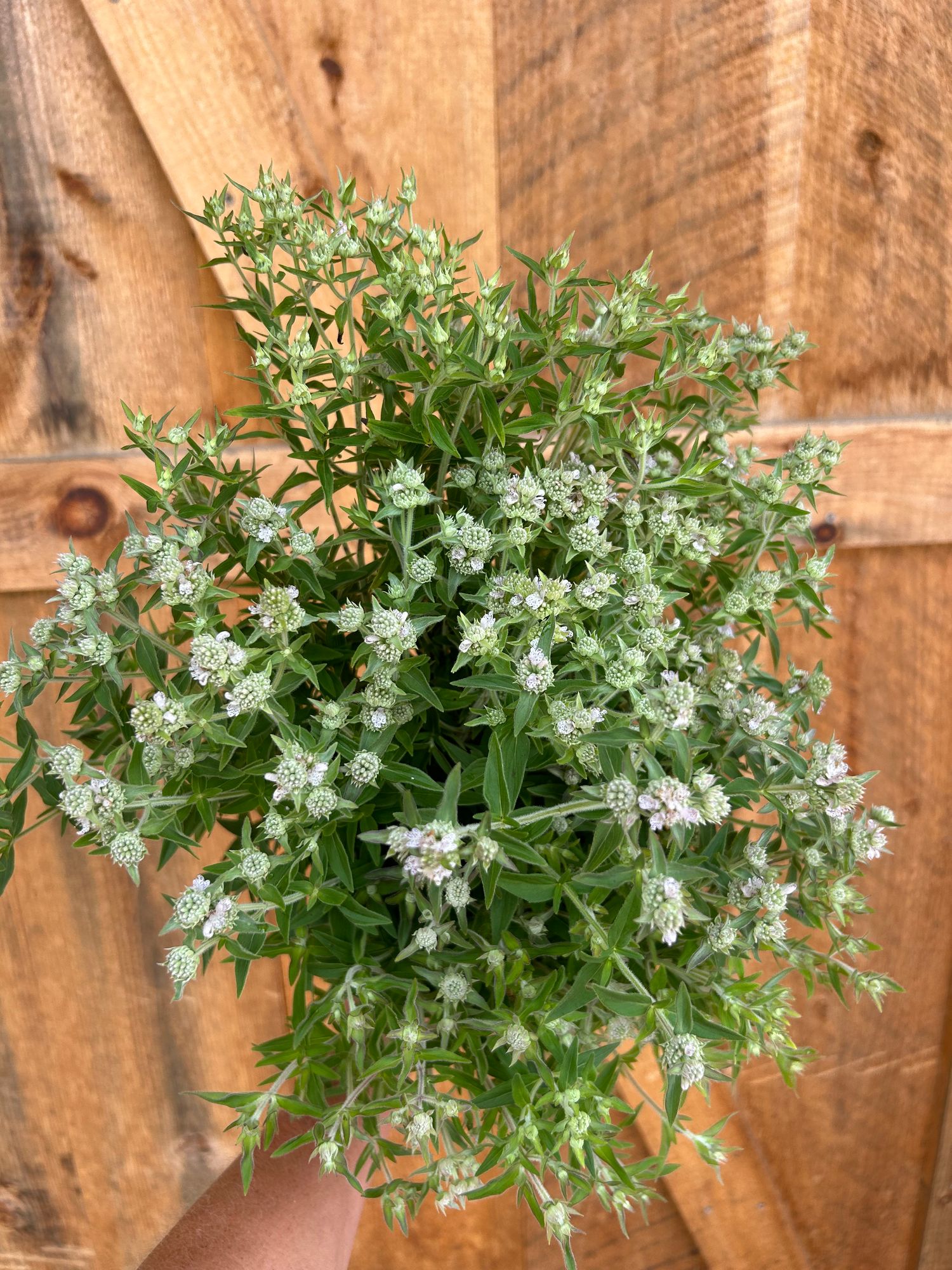 PYCNANTHEMUM pilosum