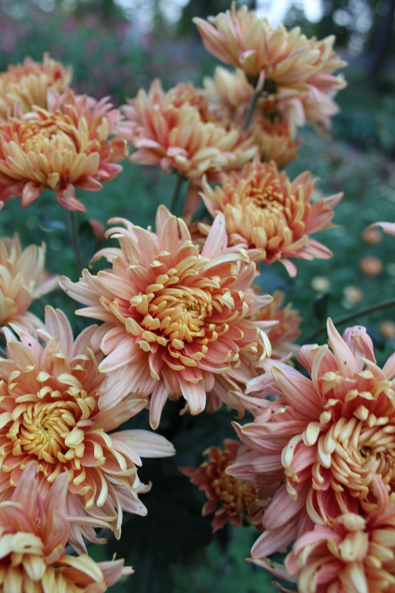 CHRYSANTHEMUM x Homecoming