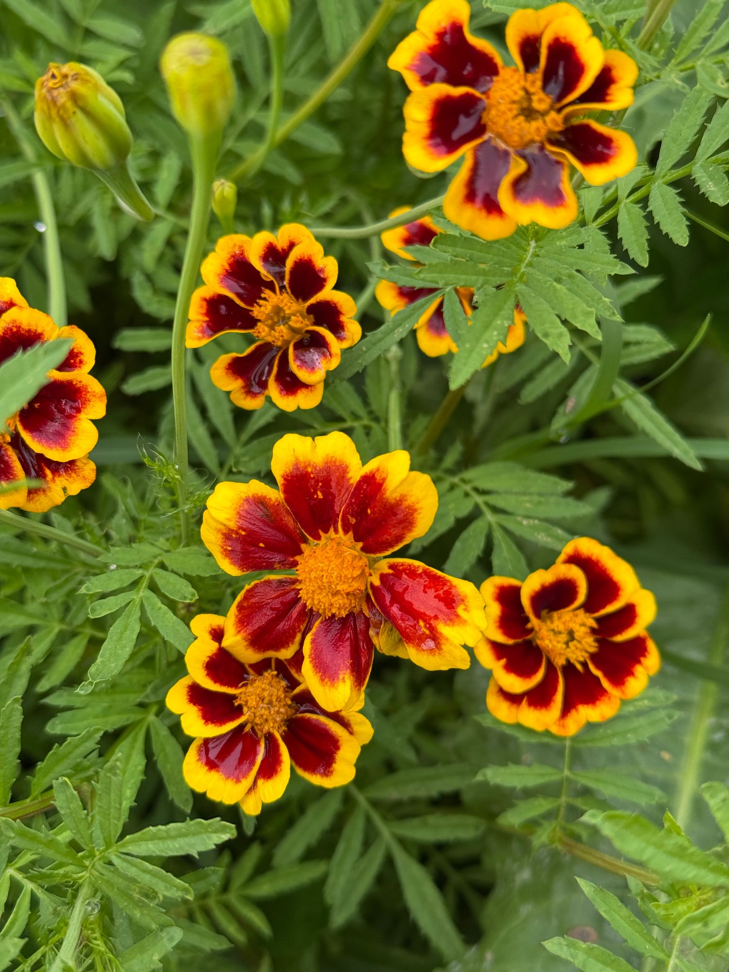 TAGETES patula Frances's Choice