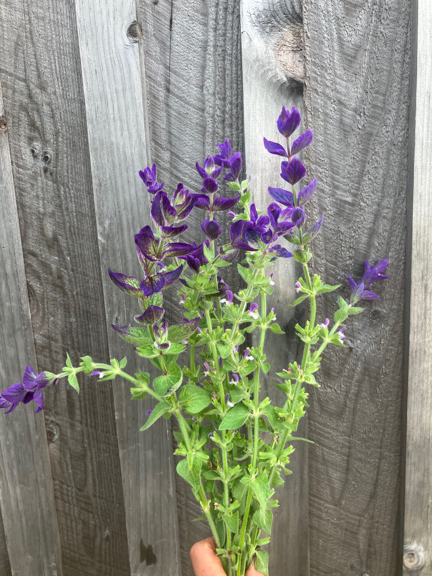 SALVIA horminum