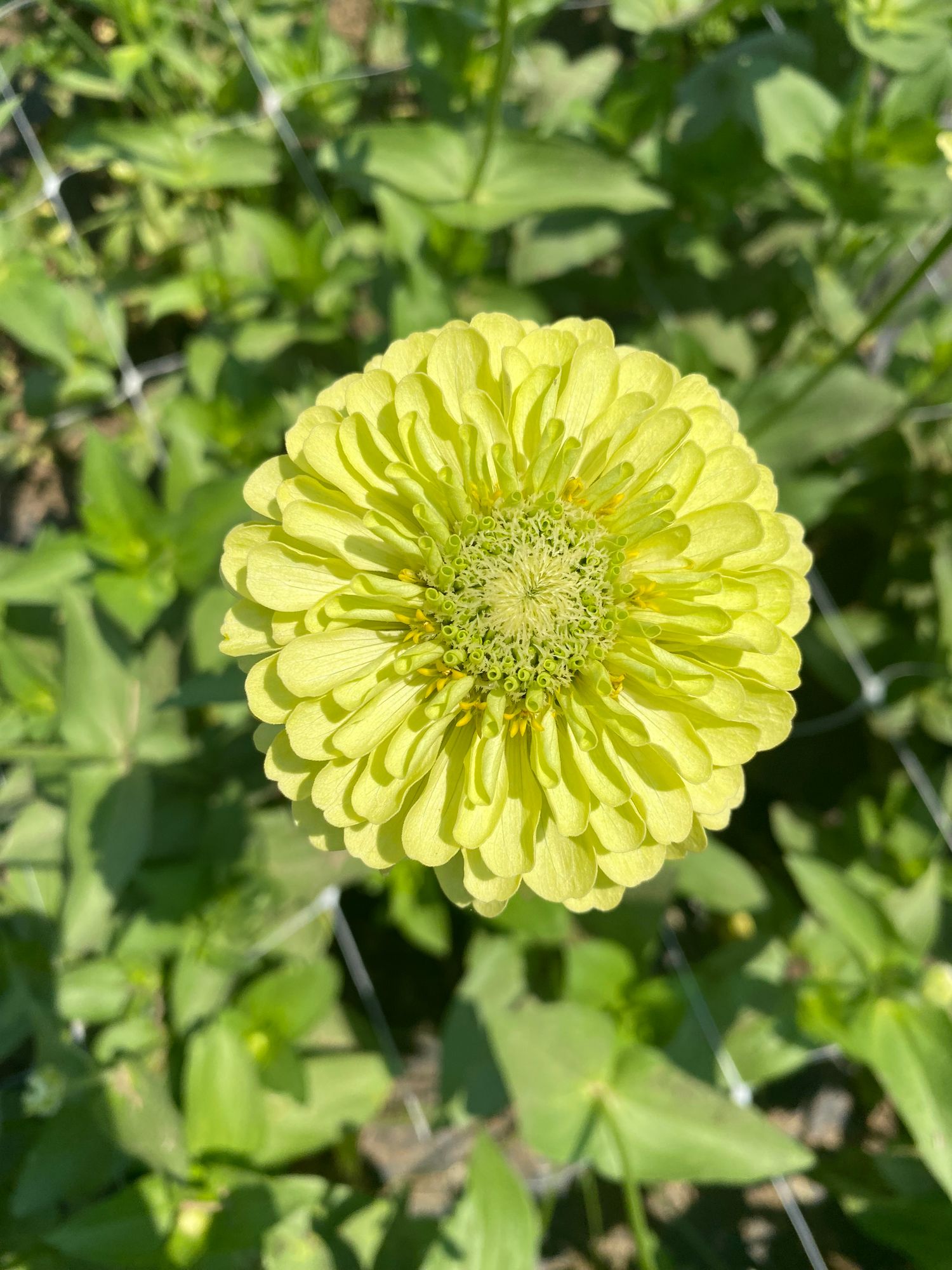 ZINNIA elegans Benarys Giant