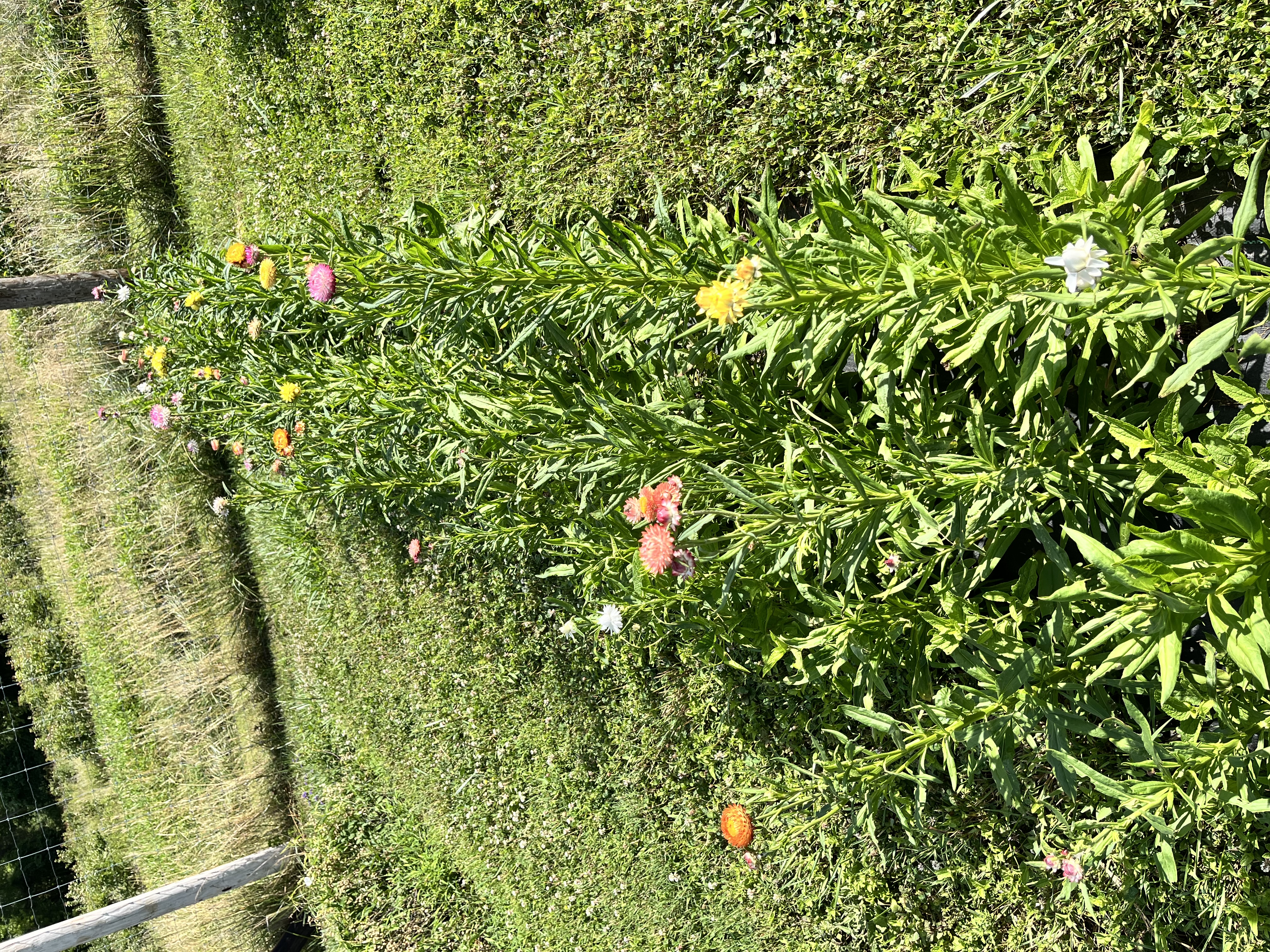 HELICHRYSUM italicum