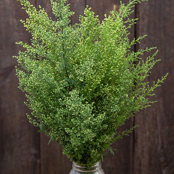 ARTEMISIA annua