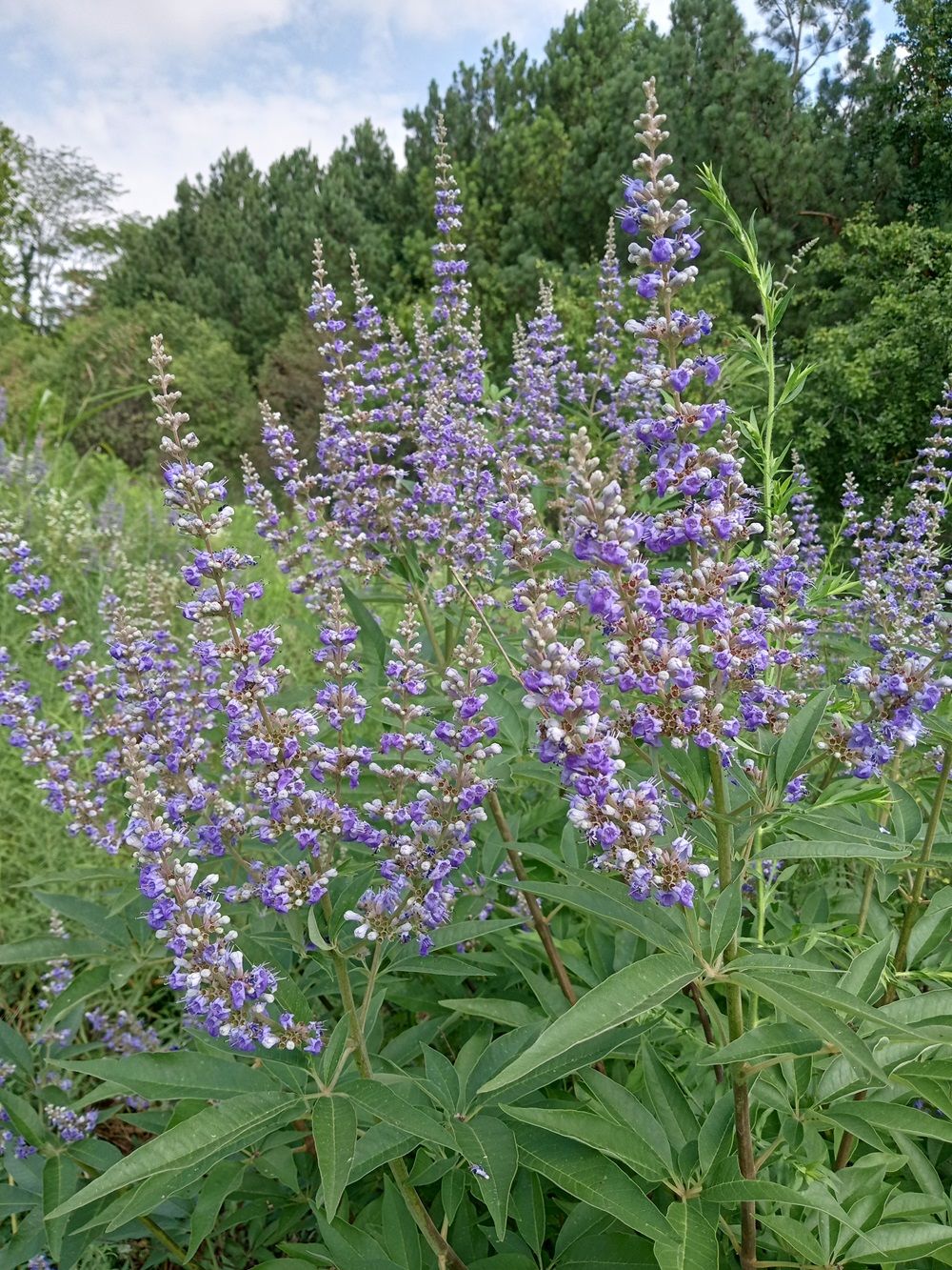 VITEX agnus-castus