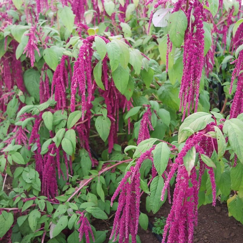 AMARANTHUS caudatus Love-Lies-Bleeding