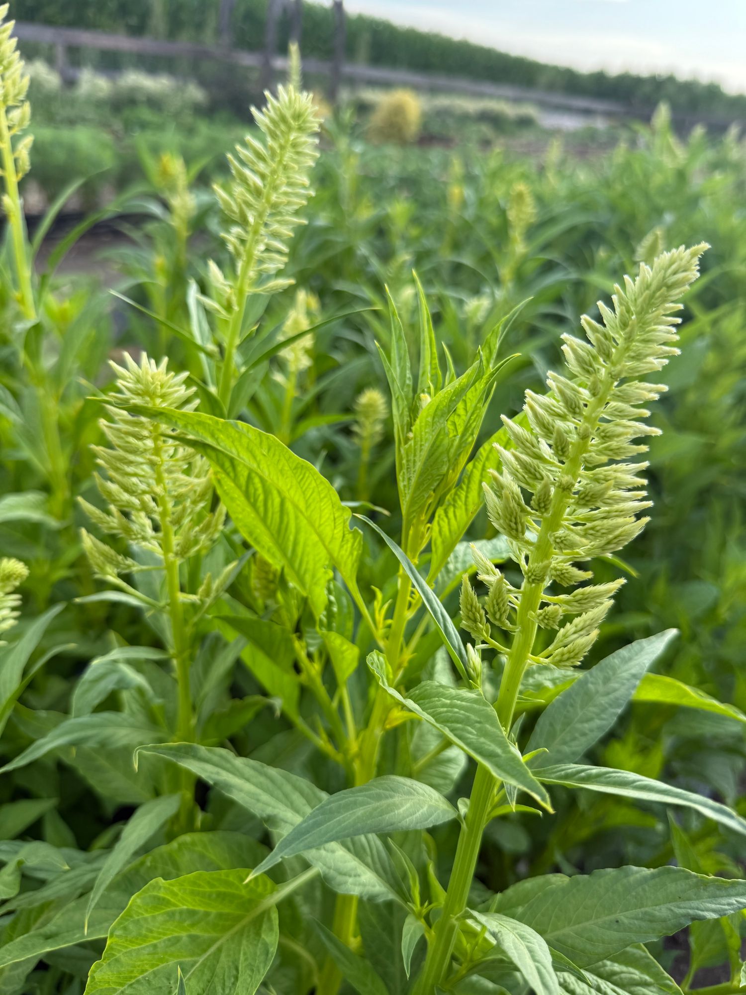 CELOSIA argentea var. plumosa Limonata