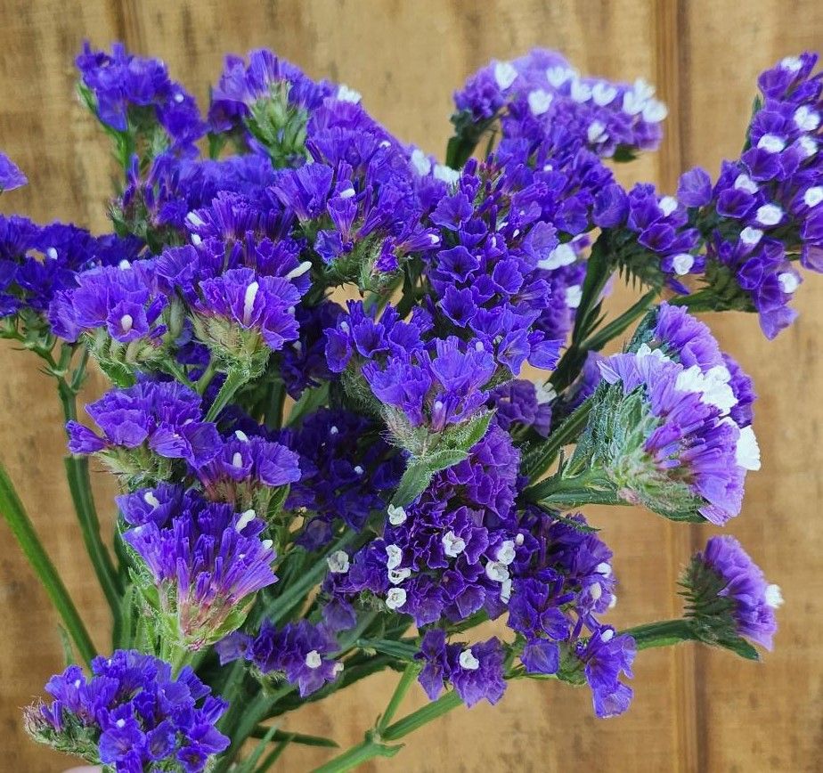 LIMONIUM sinuatum