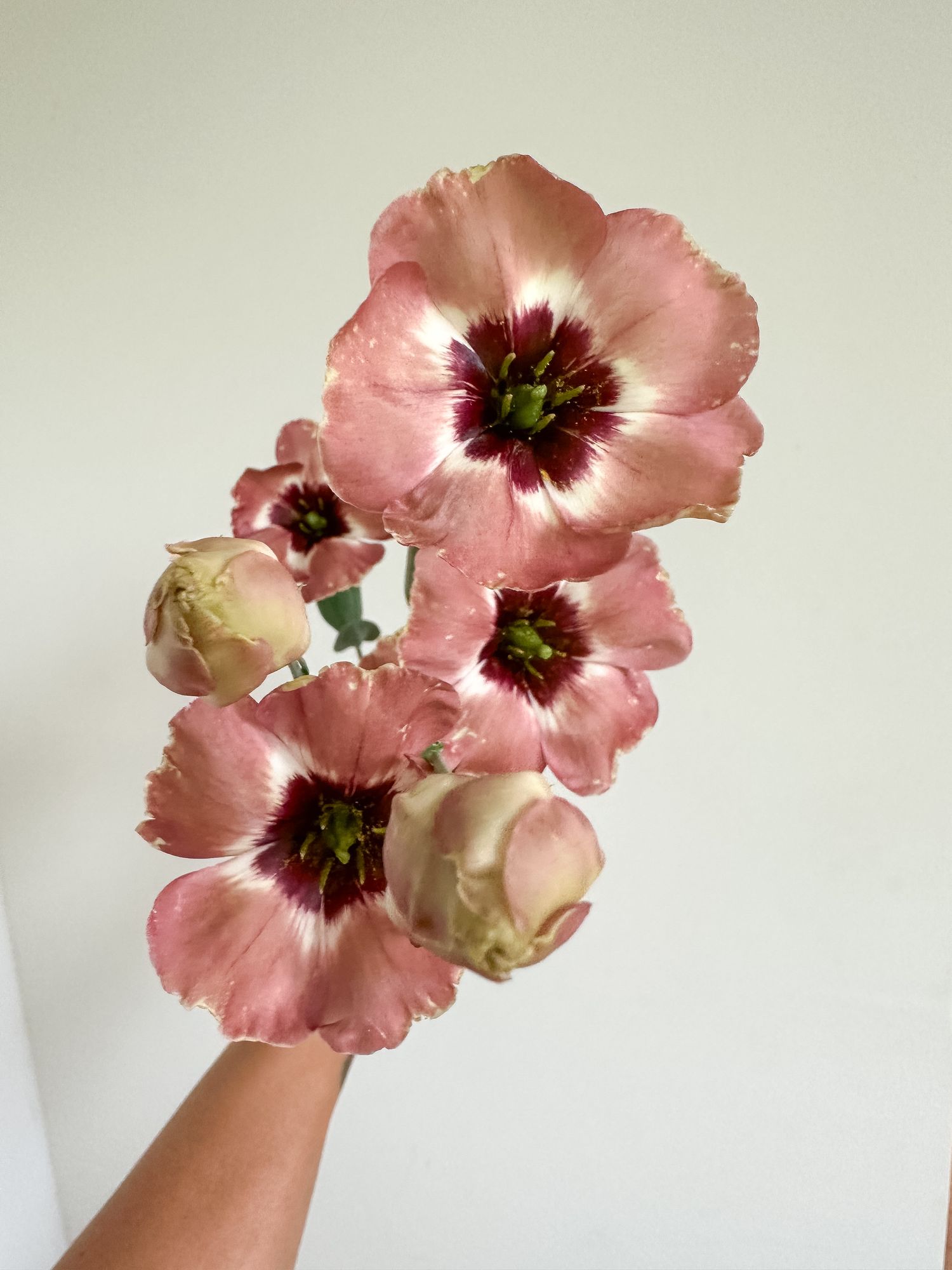 EUSTOMA grandiflorum Puccino Chocolate