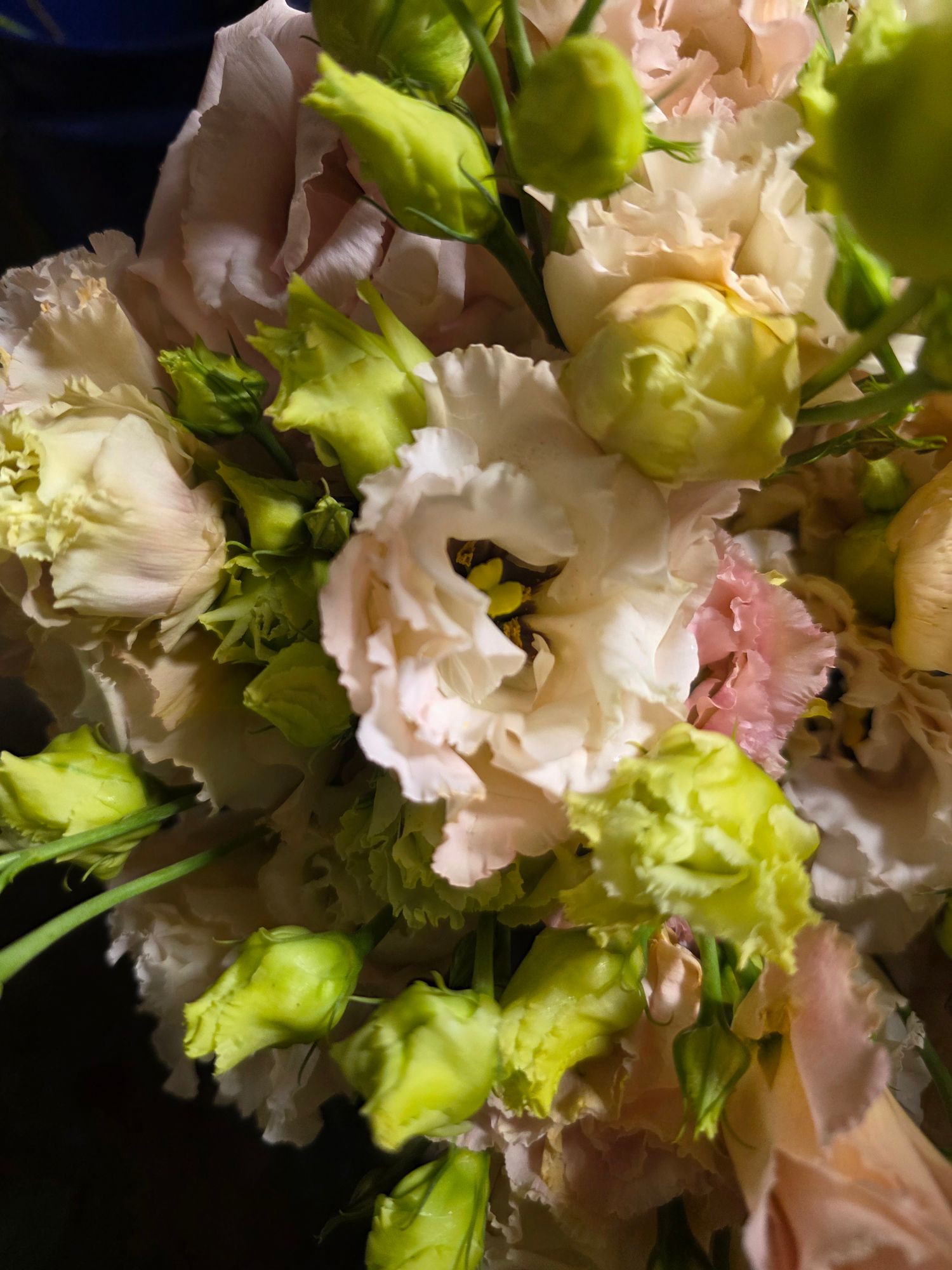 EUSTOMA grandiflorum Voyage Light Apricot