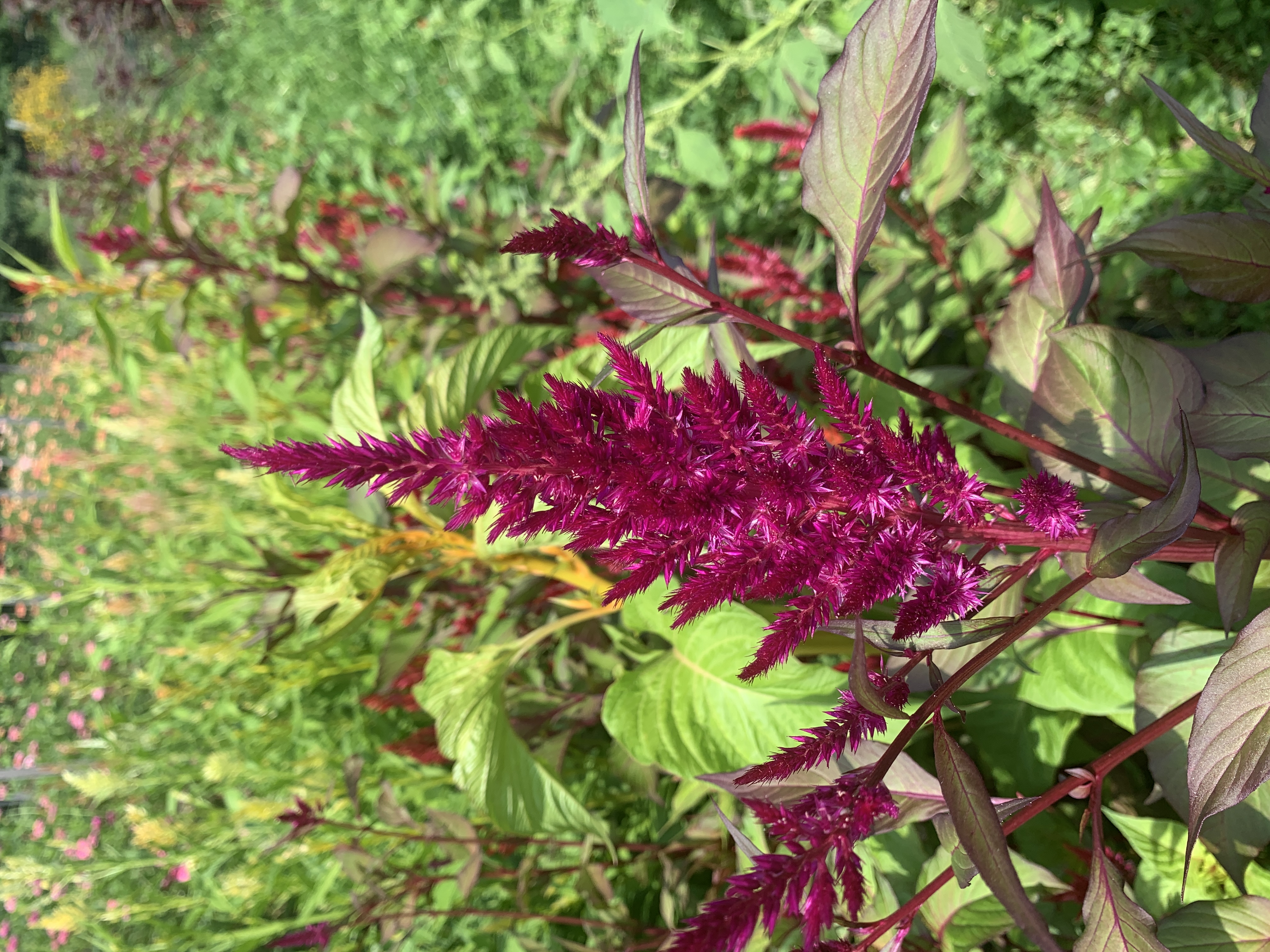CELOSIA argentea var. plumosa Pampas Plume