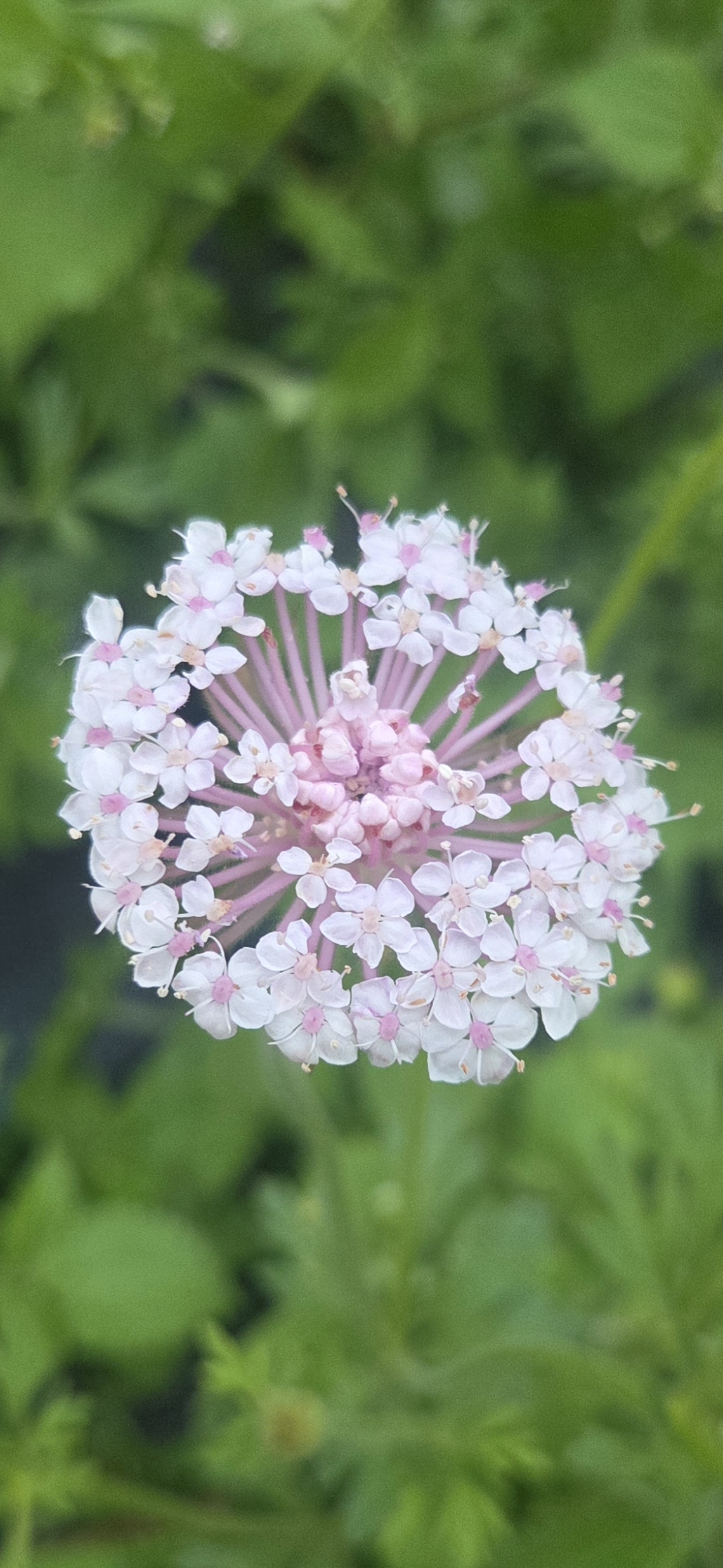 TRACHYMENE coerulea Lacy Pink