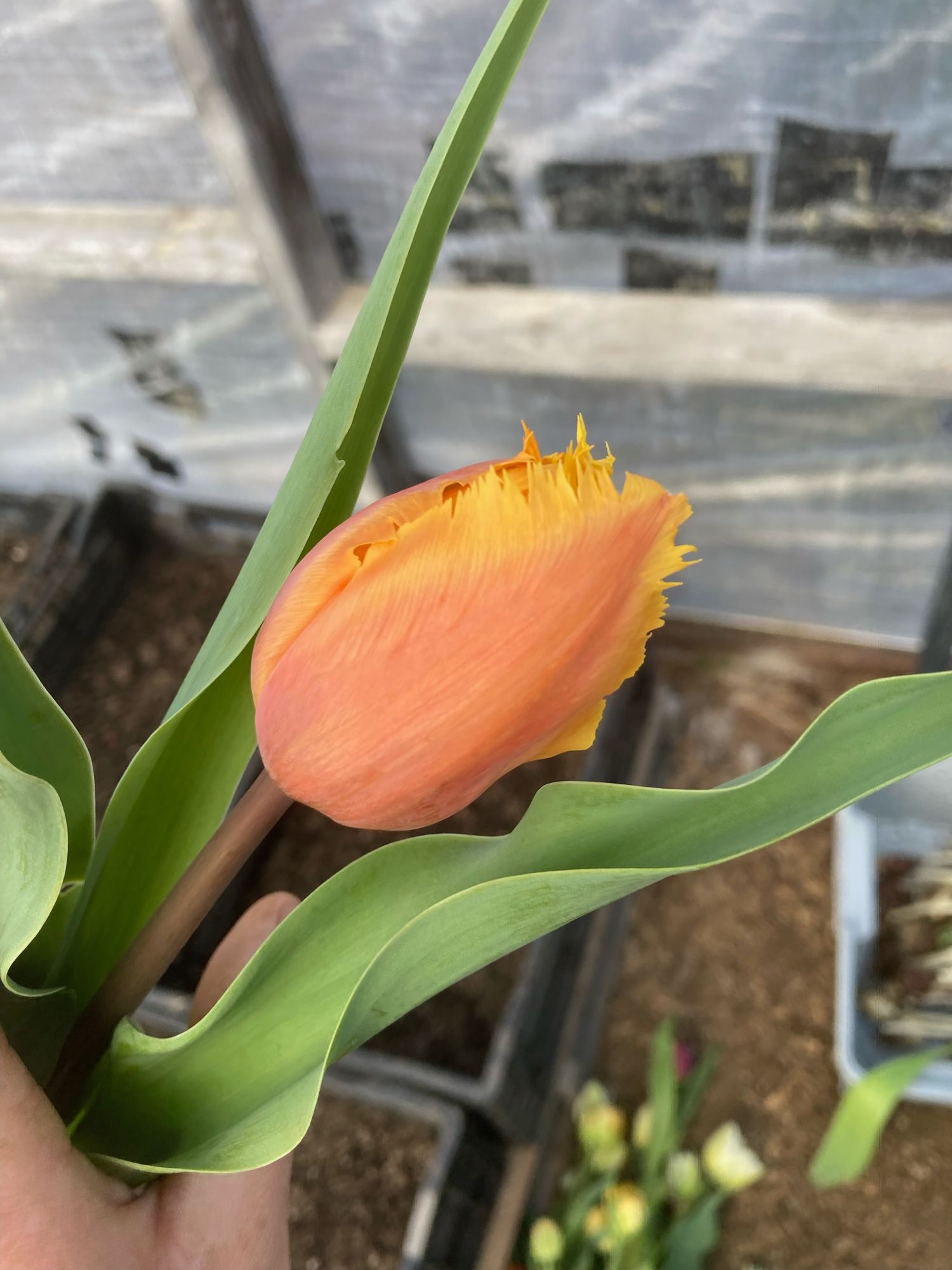 TULIPA Lambada