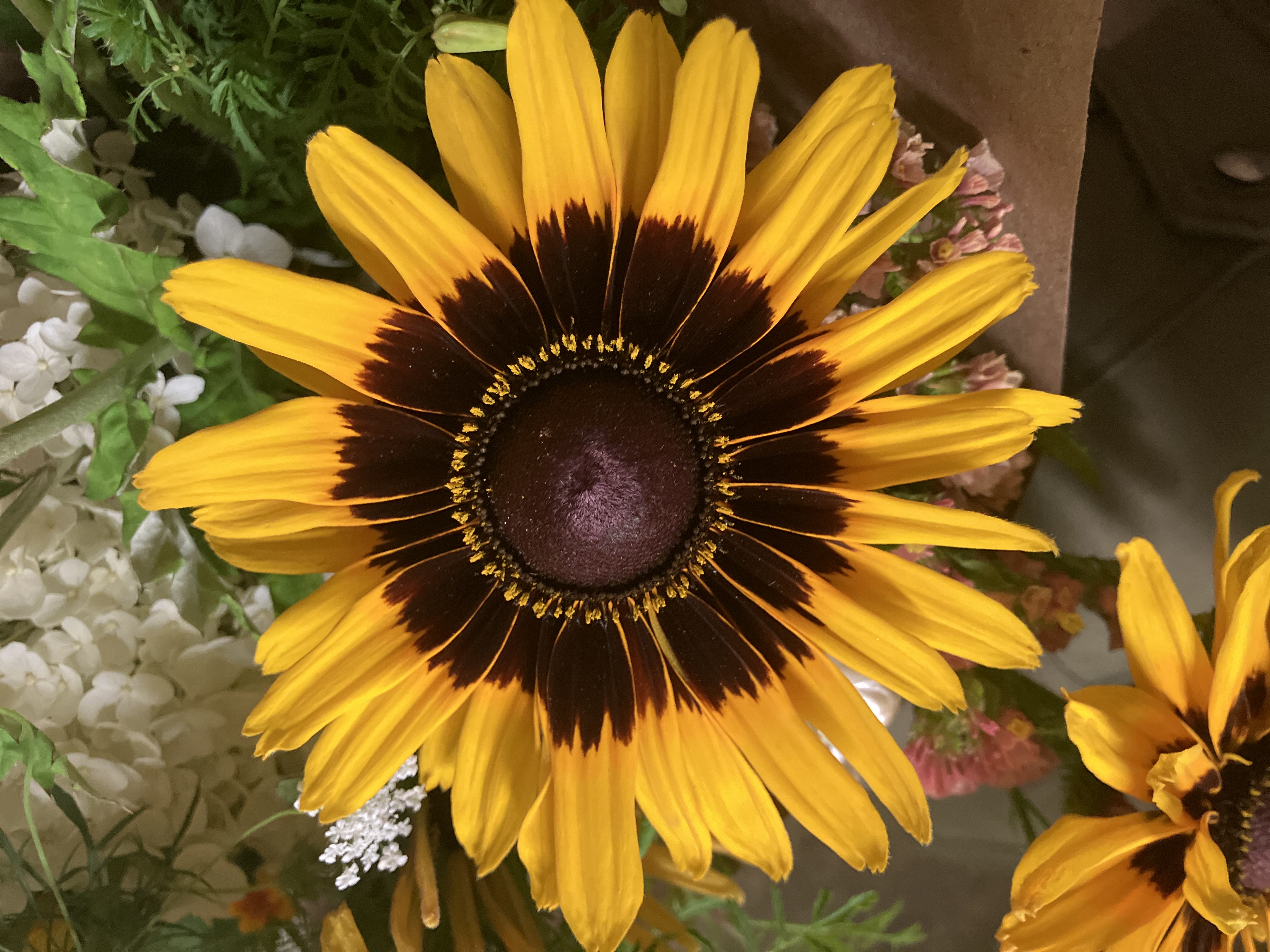 RUDBECKIA hirta Denver Daisy