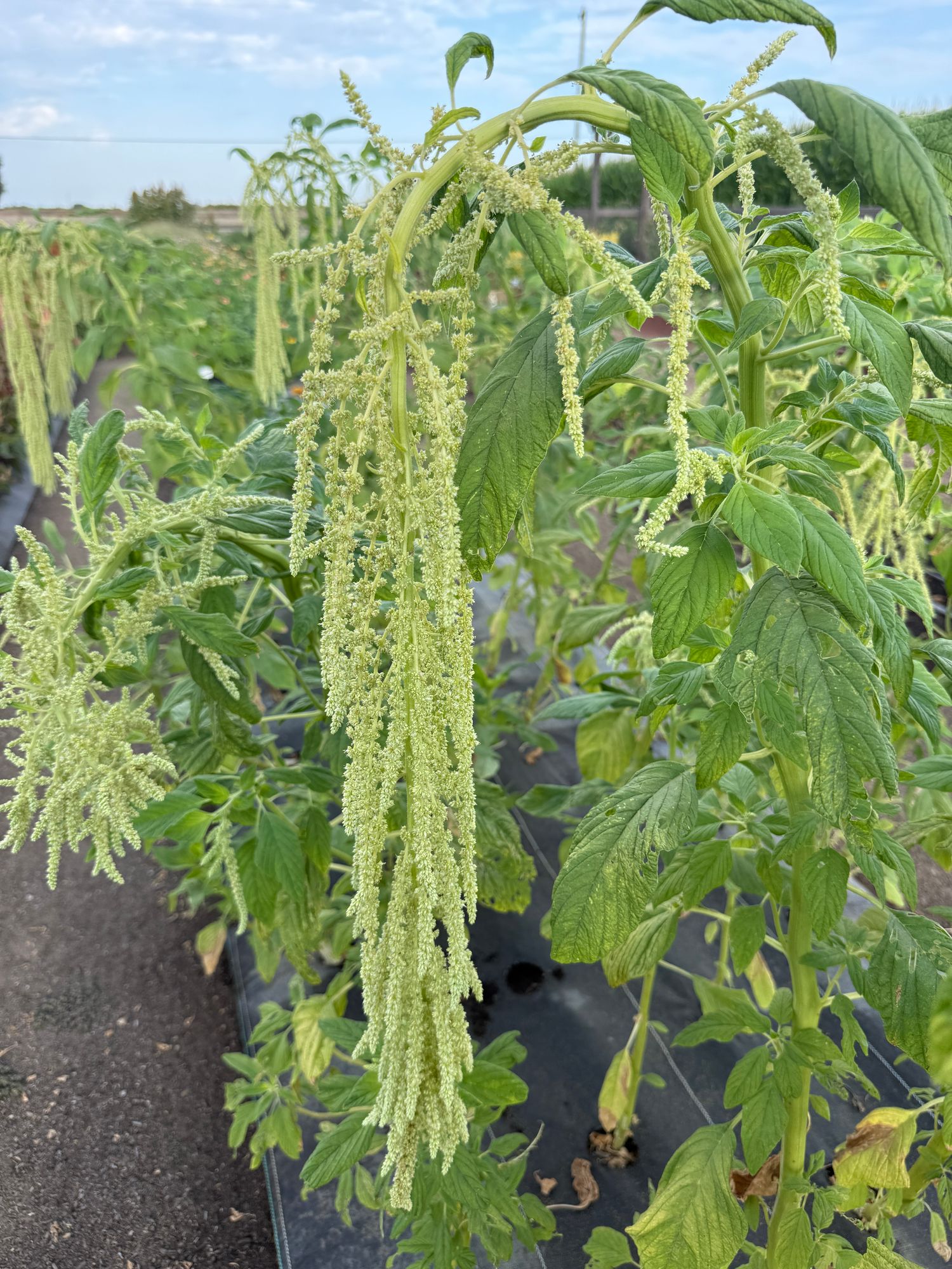 AMARANTHUS