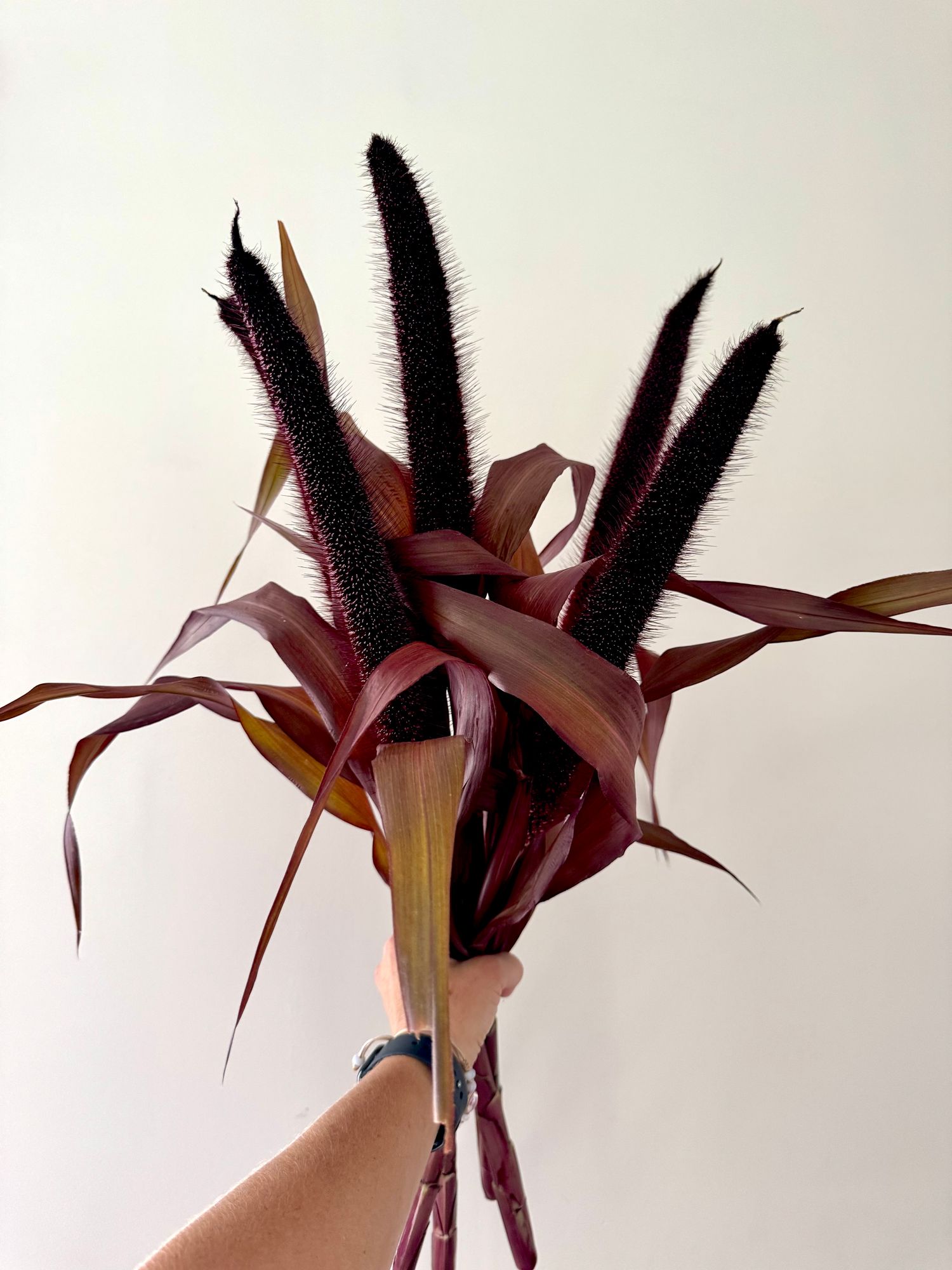 PENNISETUM glaucum Copper Prince