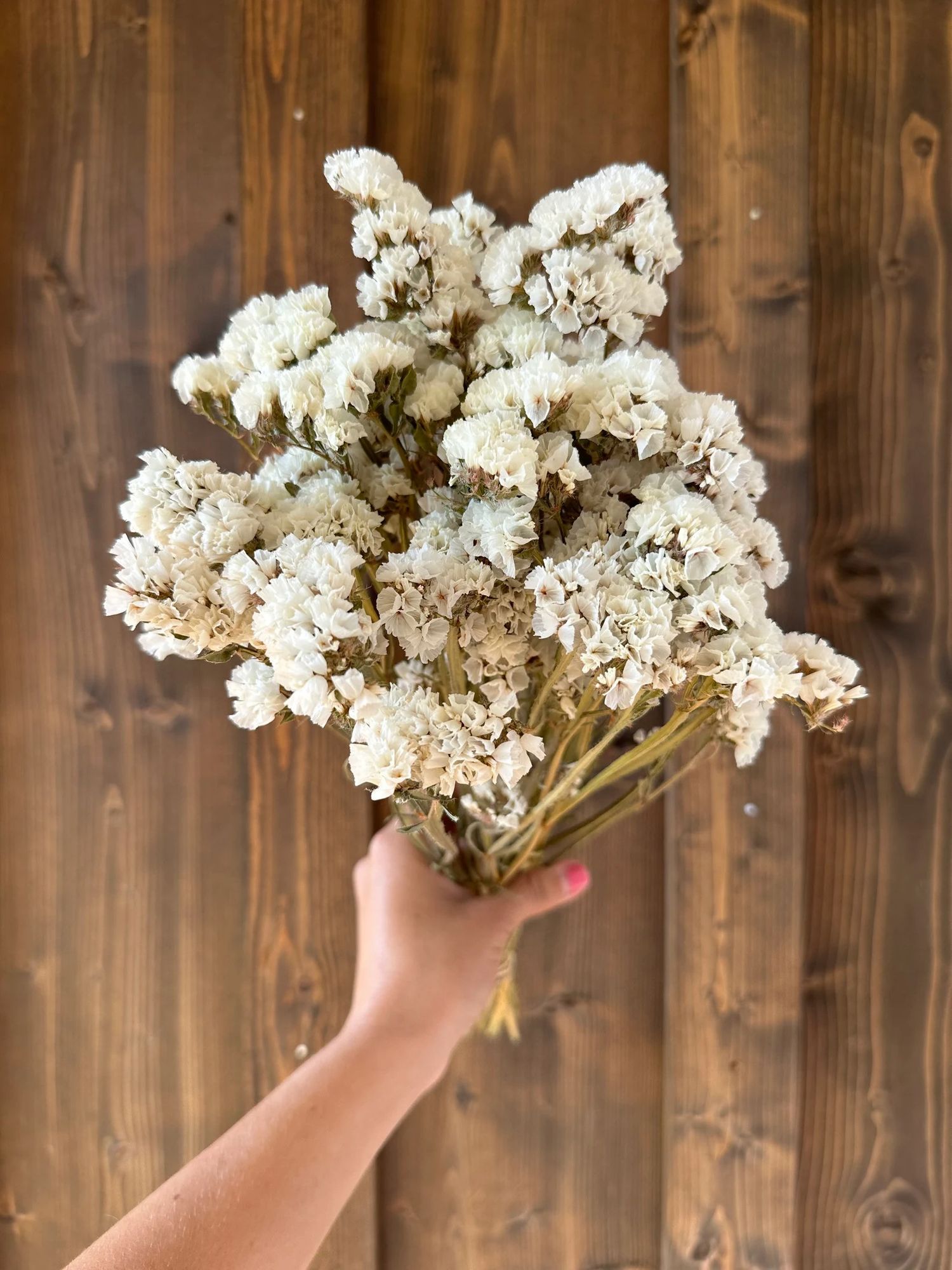LIMONIUM sinuatum