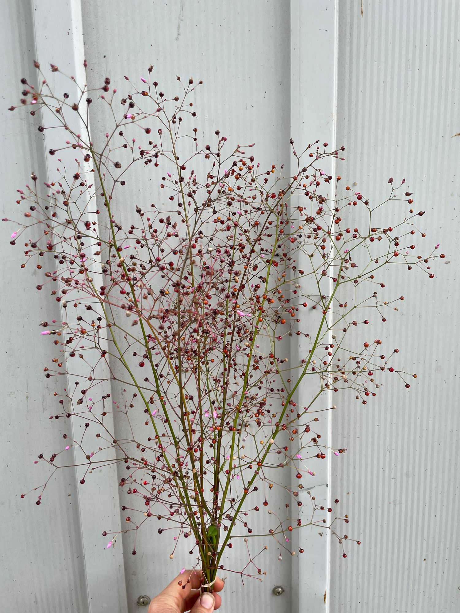 TALINUM paniculatum