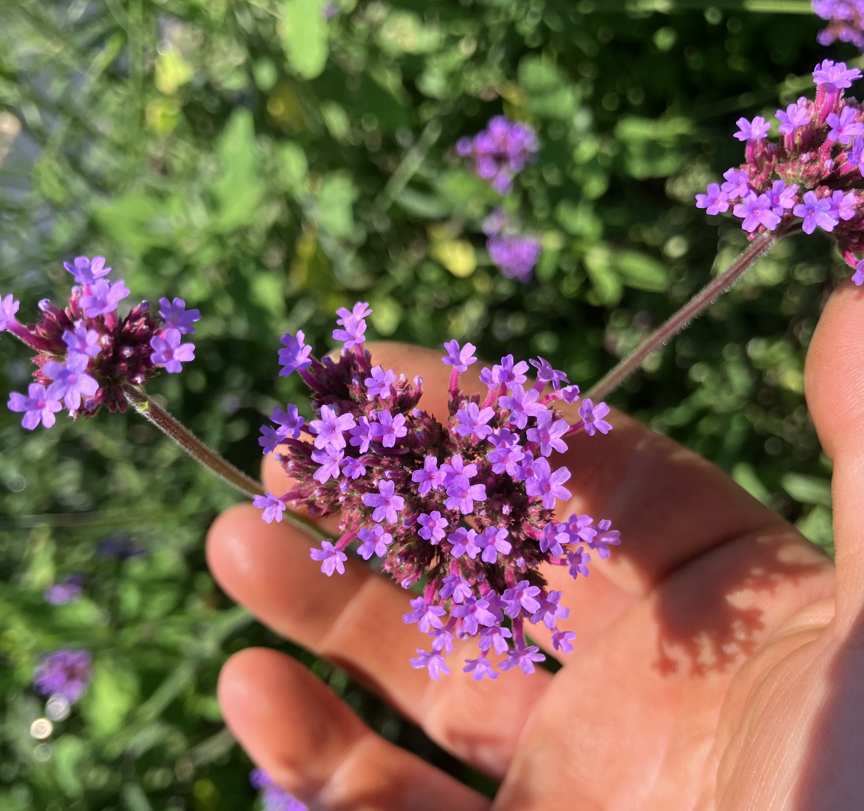 VERBENA bonariensis