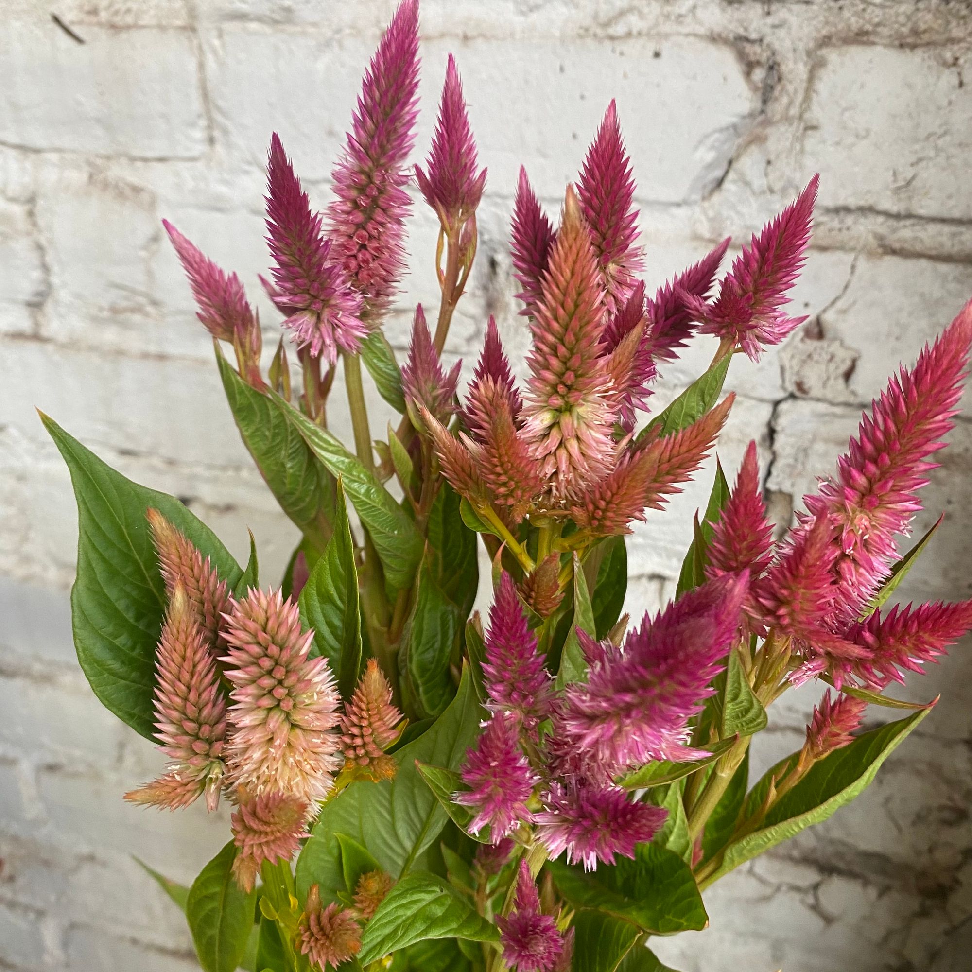CELOSIA argentea