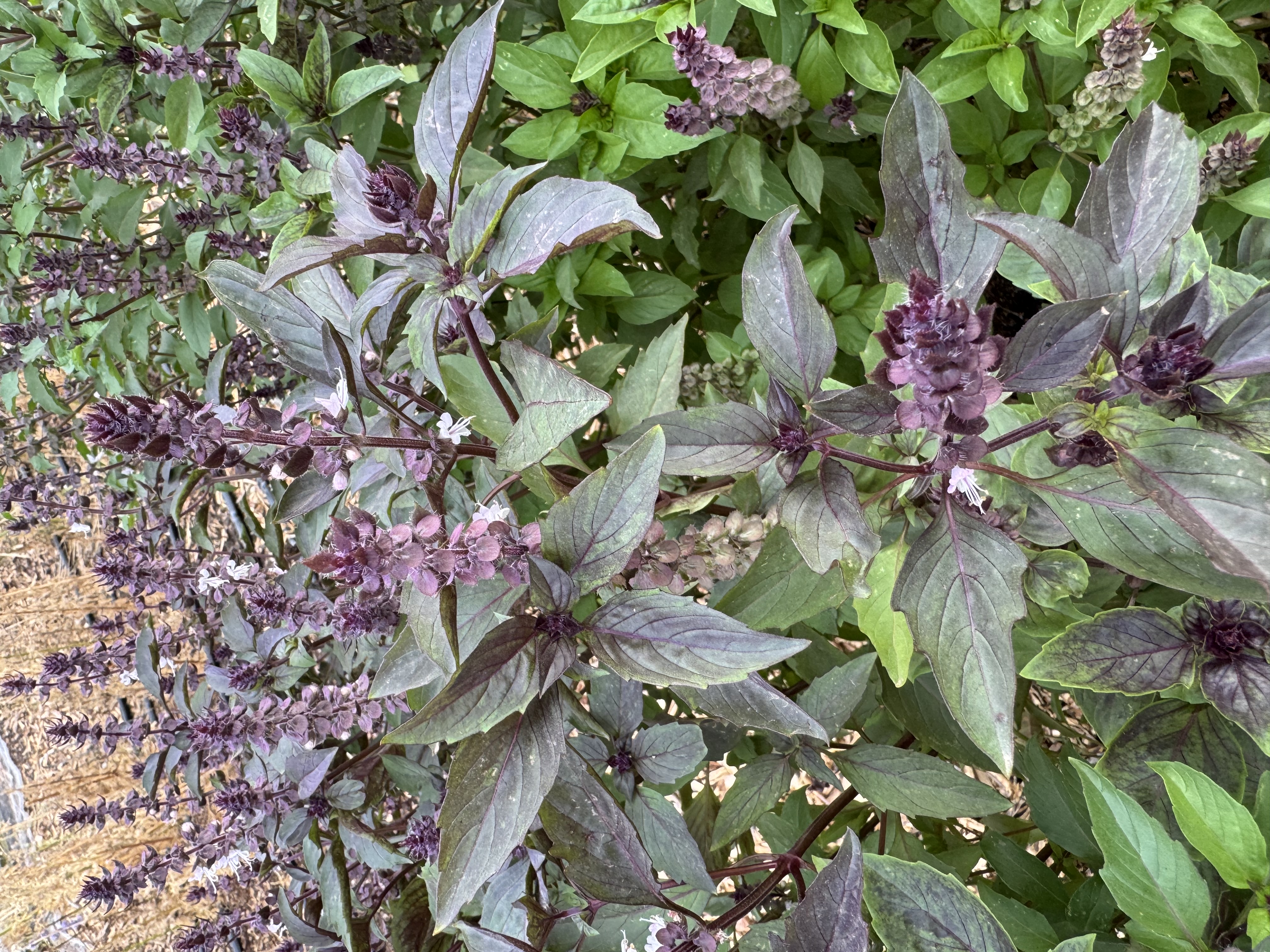OCIMUM basilicum Dark Opal