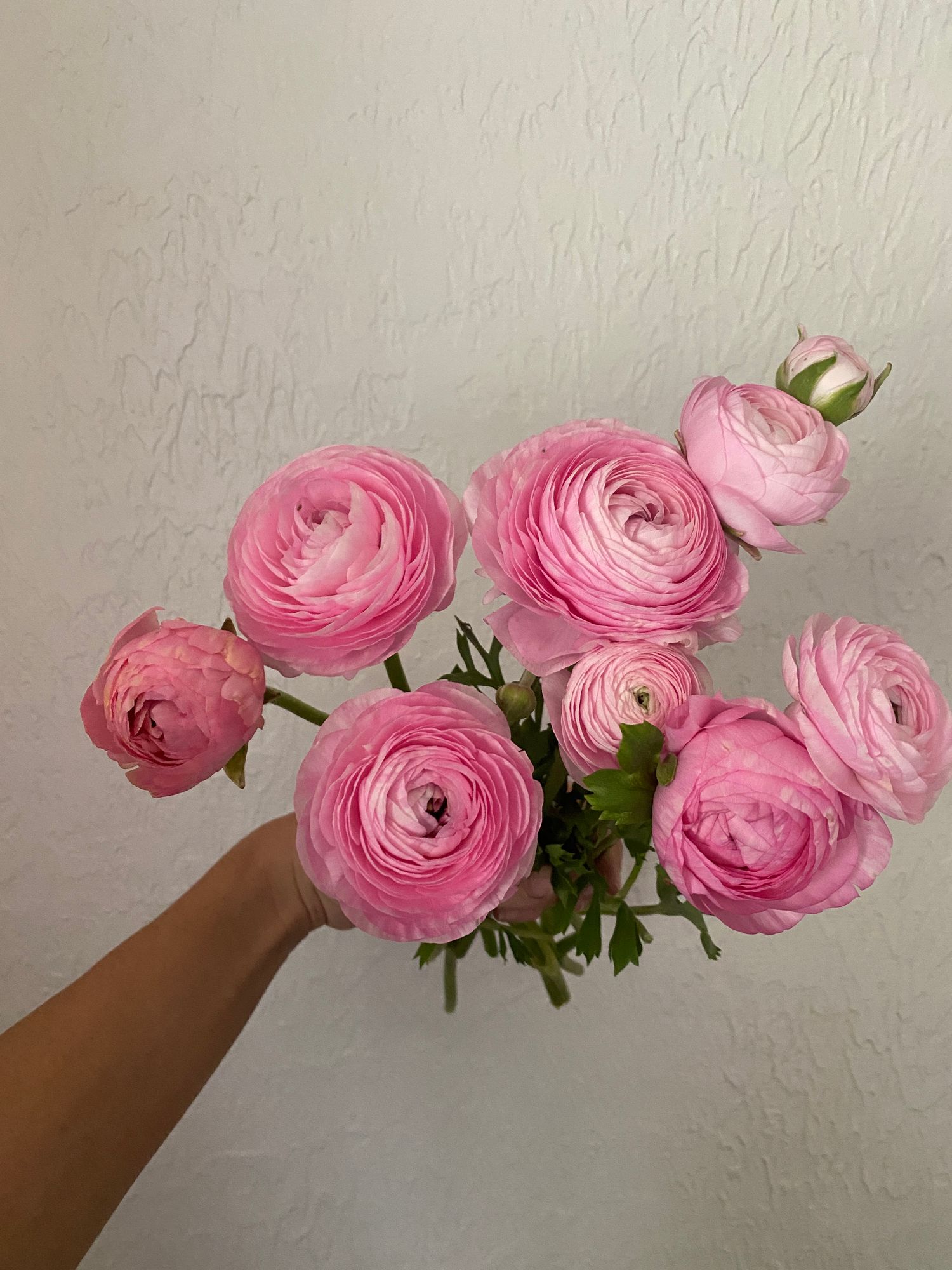 RANUNCULUS Elegance Rosa