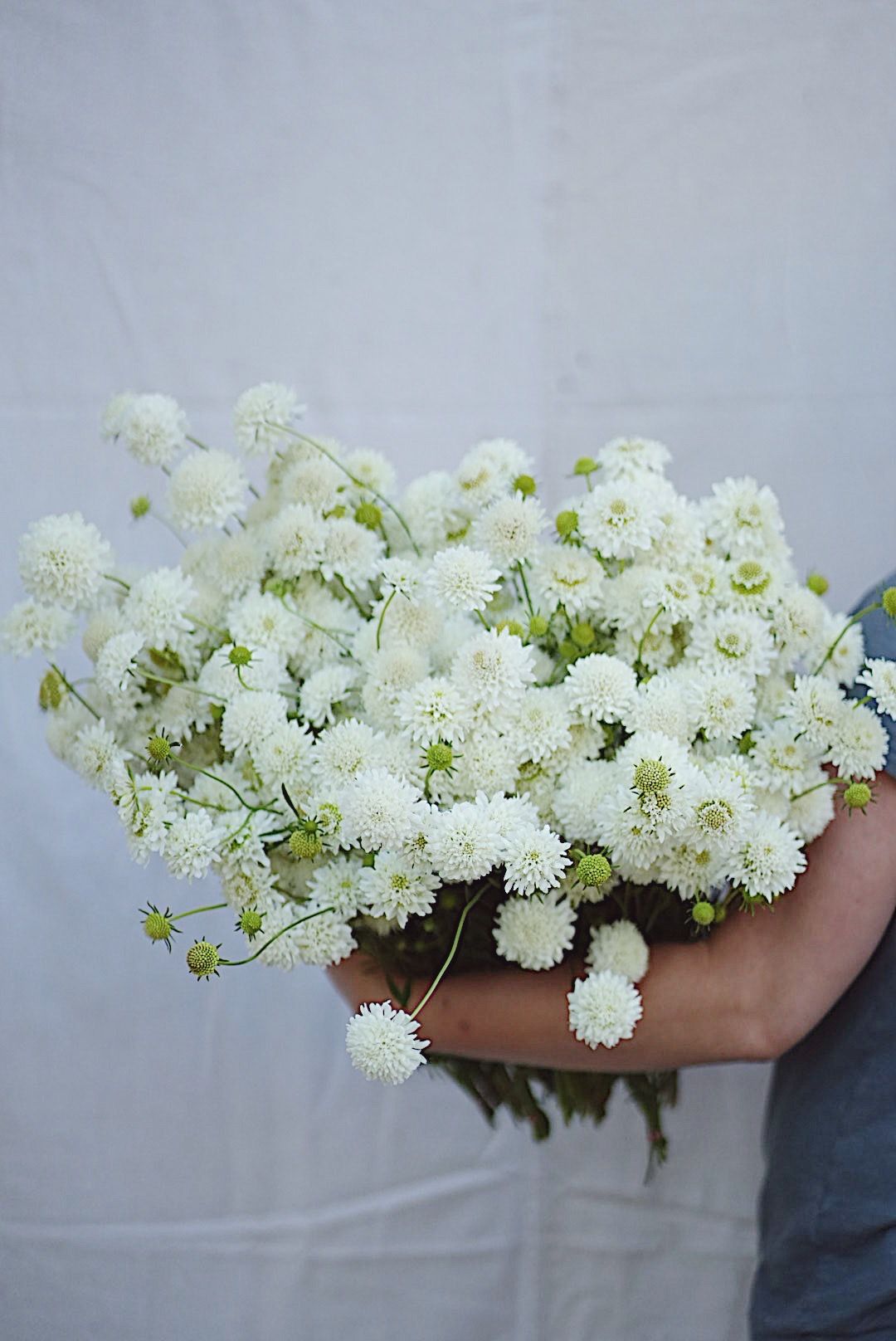 SCABIOSA atropurpurea Snowmaiden