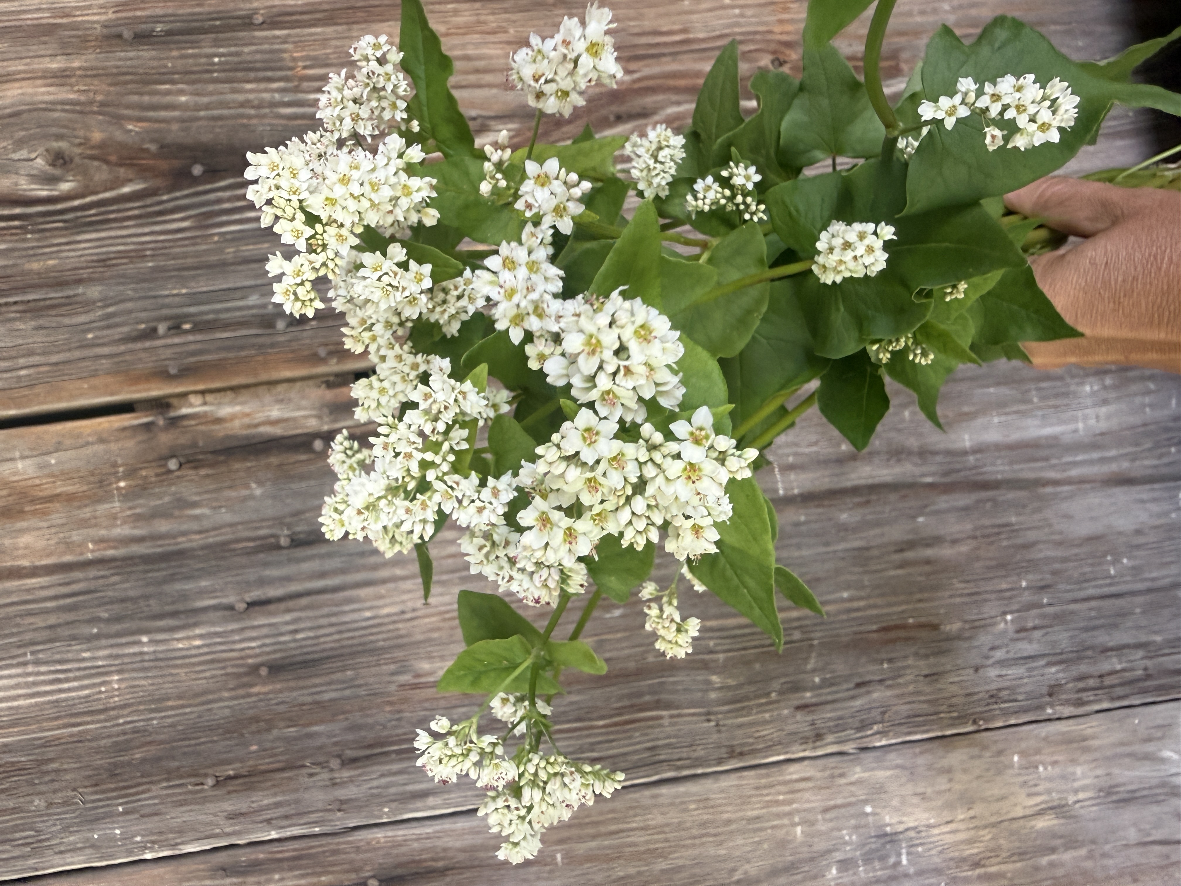 ERIOGONUM nudum