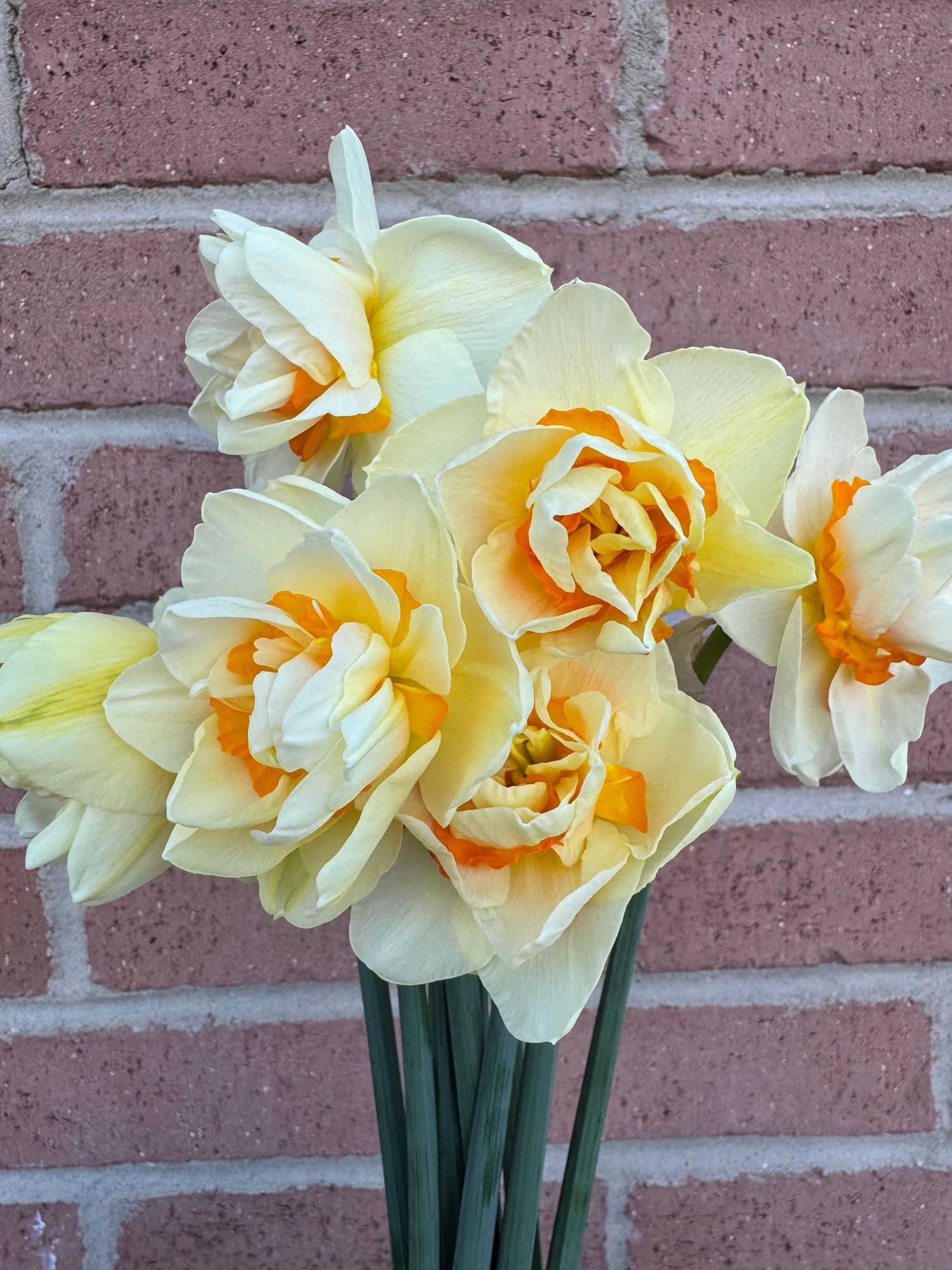 NARCISSUS Gay Tabor