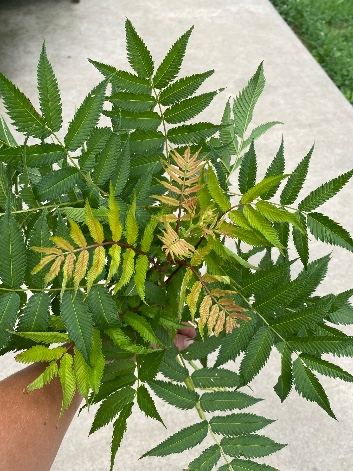 SORBARIA sorbifolia Sem