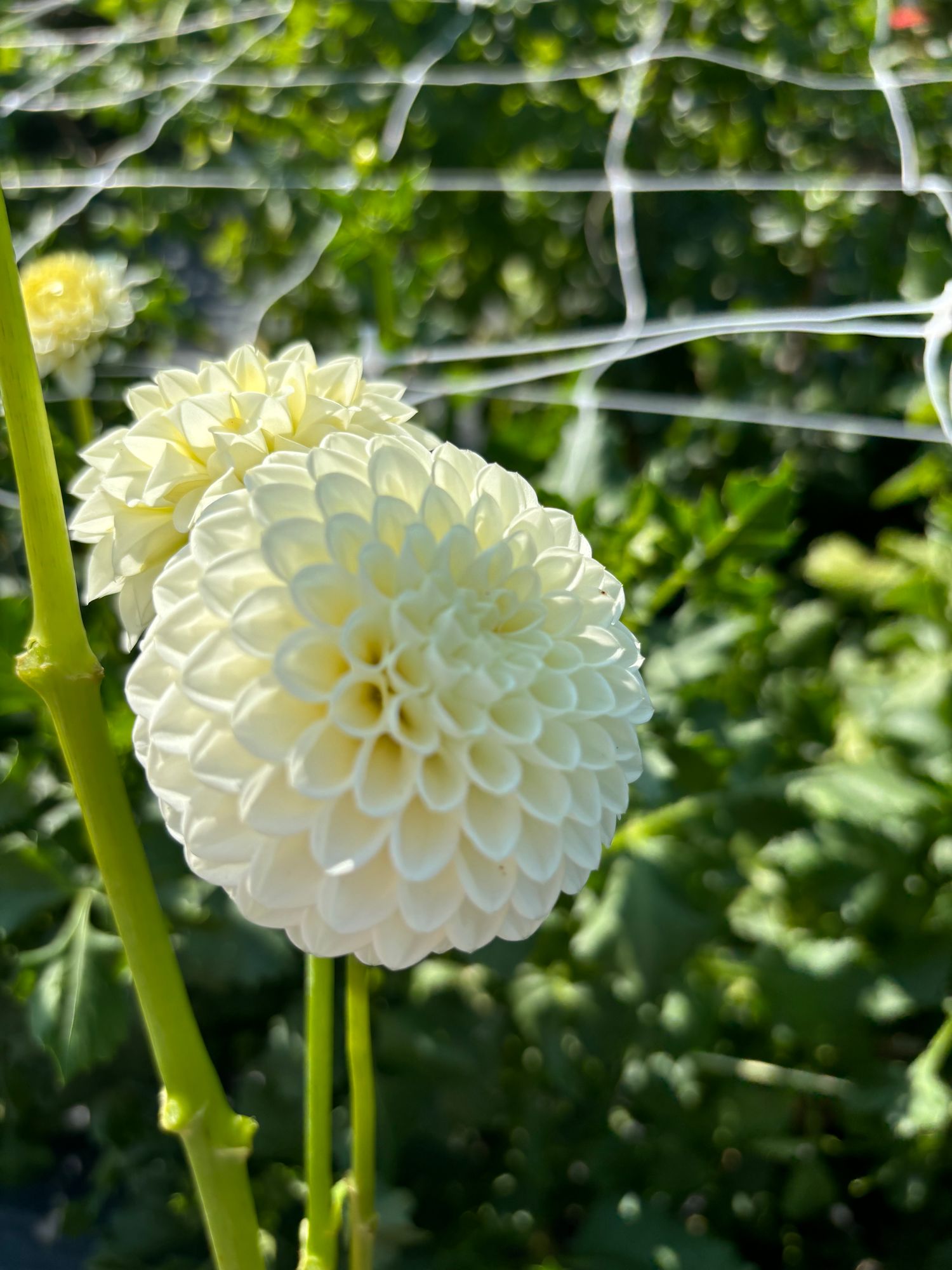 DAHLIA L'Ancresse
