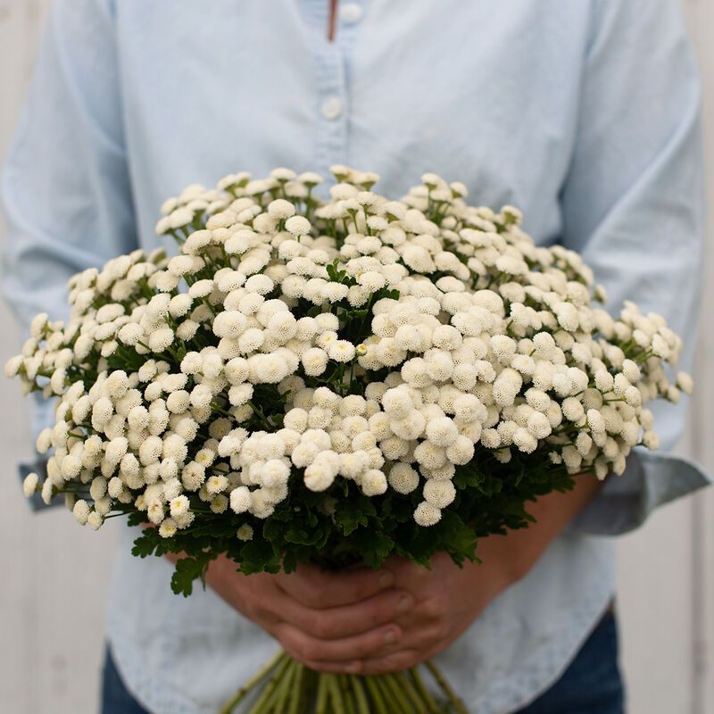 TANACETUM parthenium Virgo