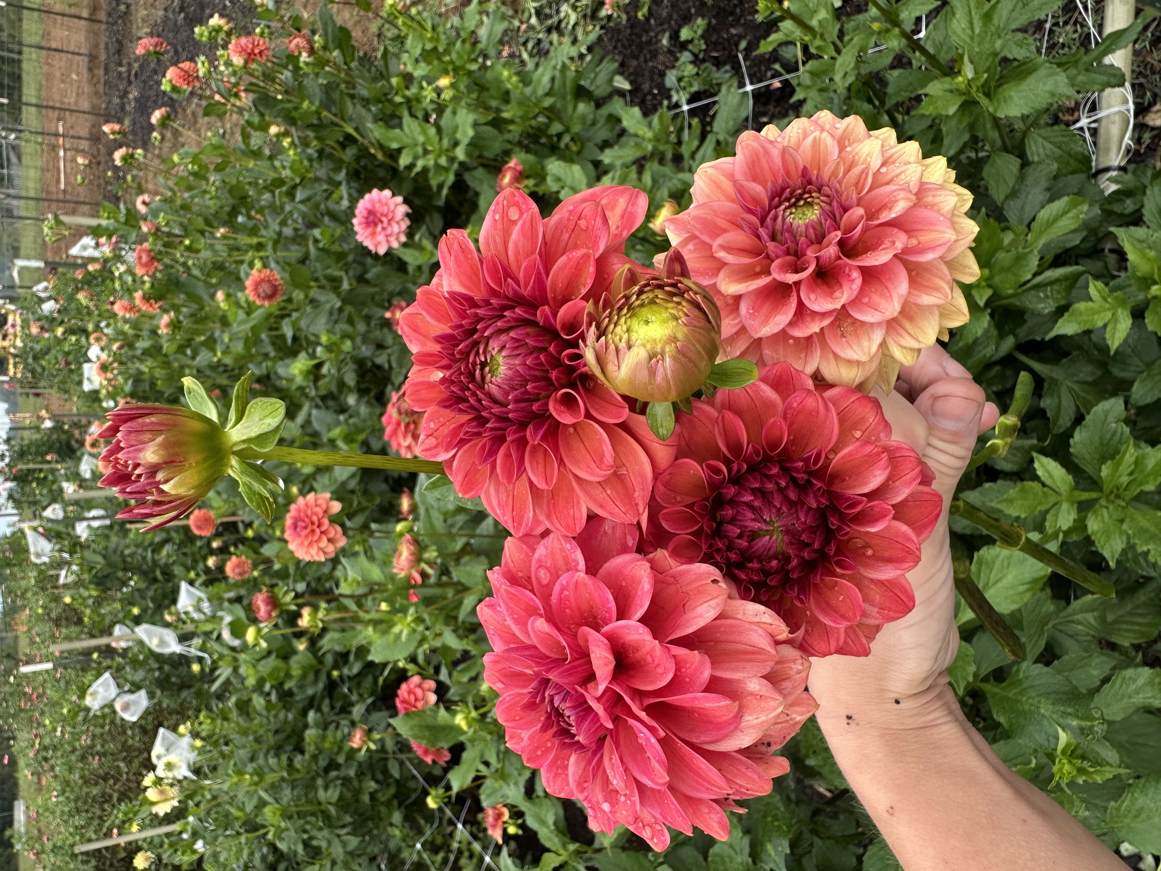 DAHLIA Iced Tea