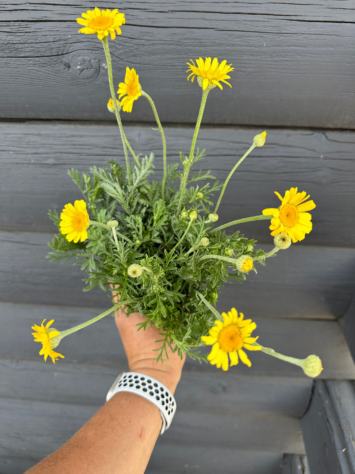 ANTHEMIS tinctoria