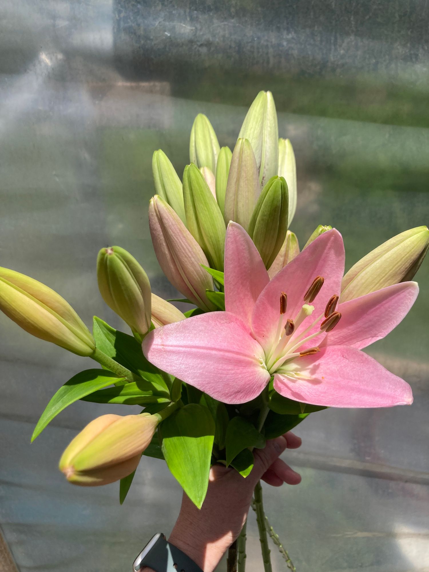 LILIUM x hybrid