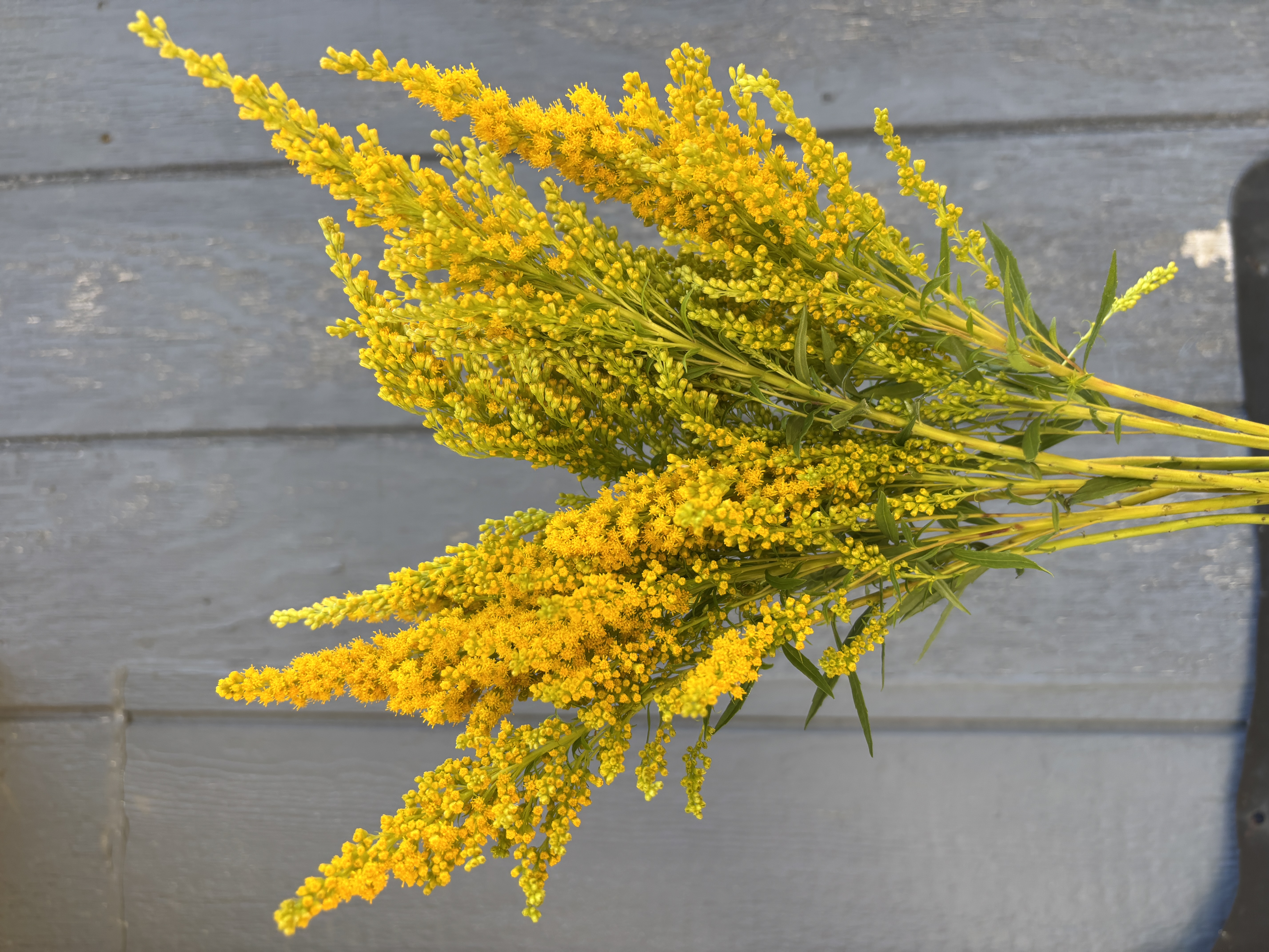 SOLIDAGO