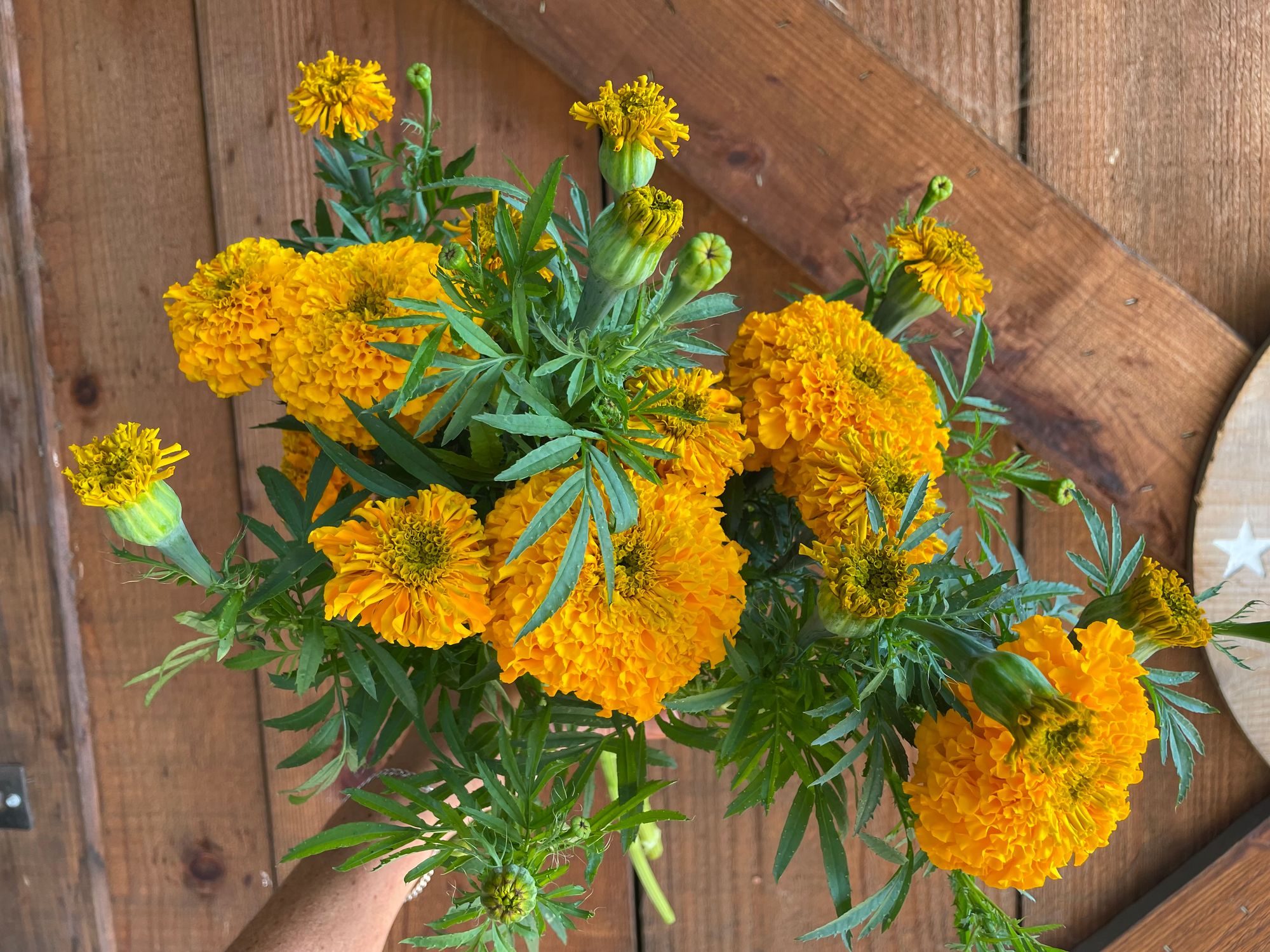 TAGETES erecta
