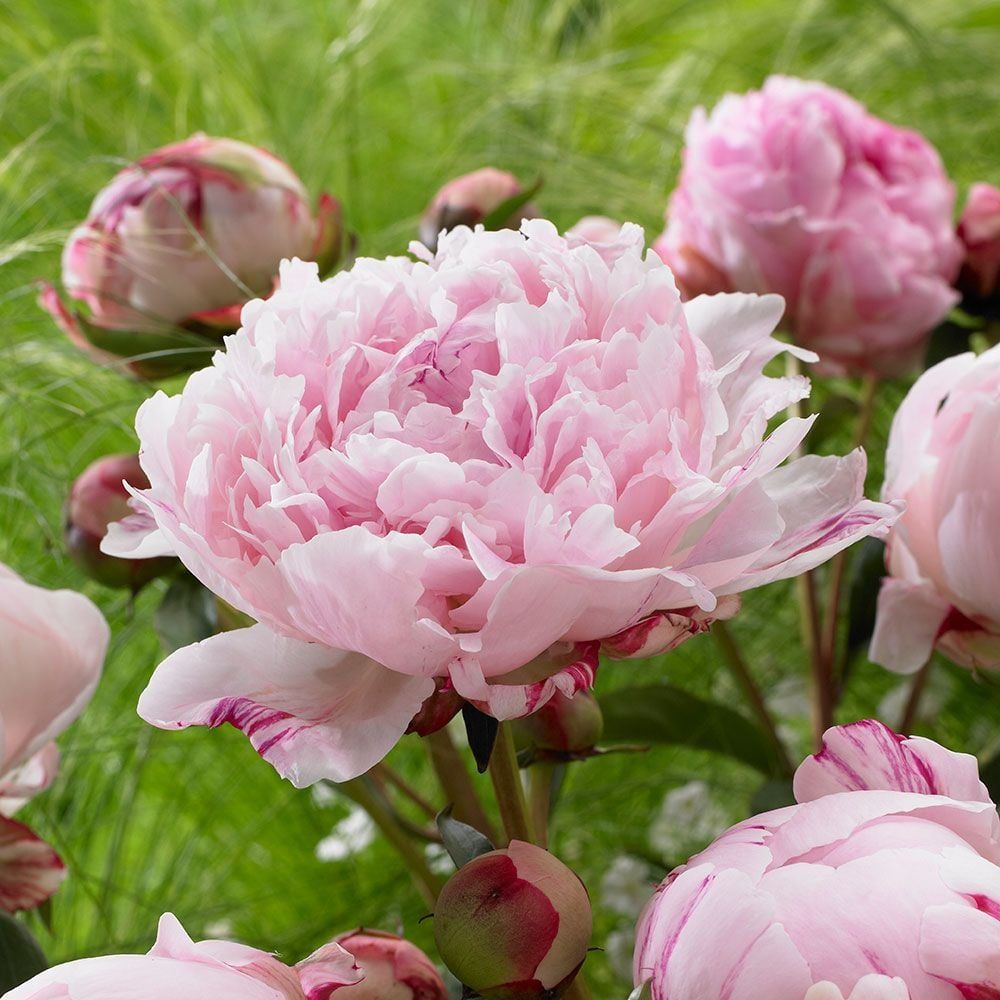 PAEONIA lactiflora Sarah Bernhardt