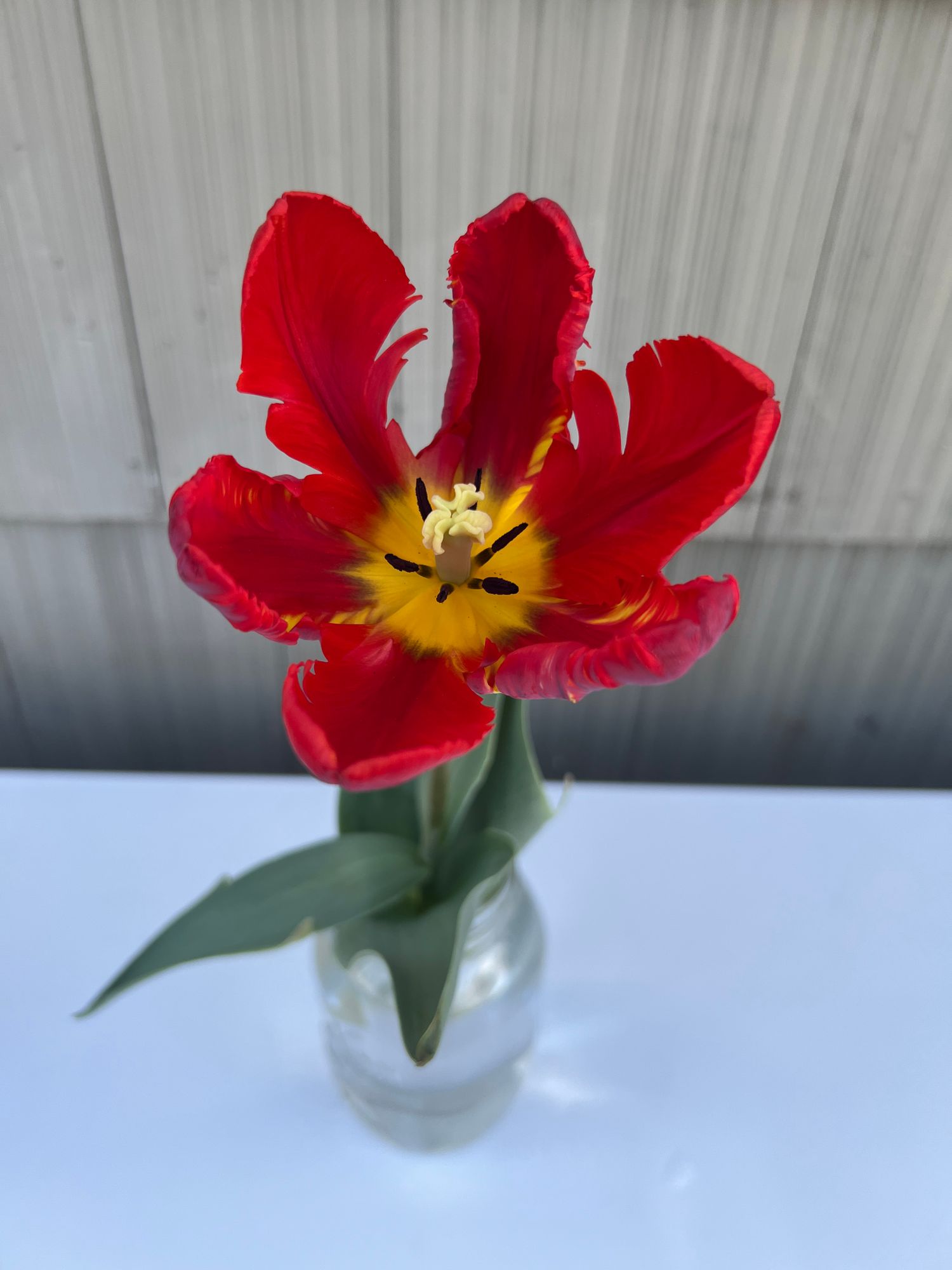 TULIPA Rococo