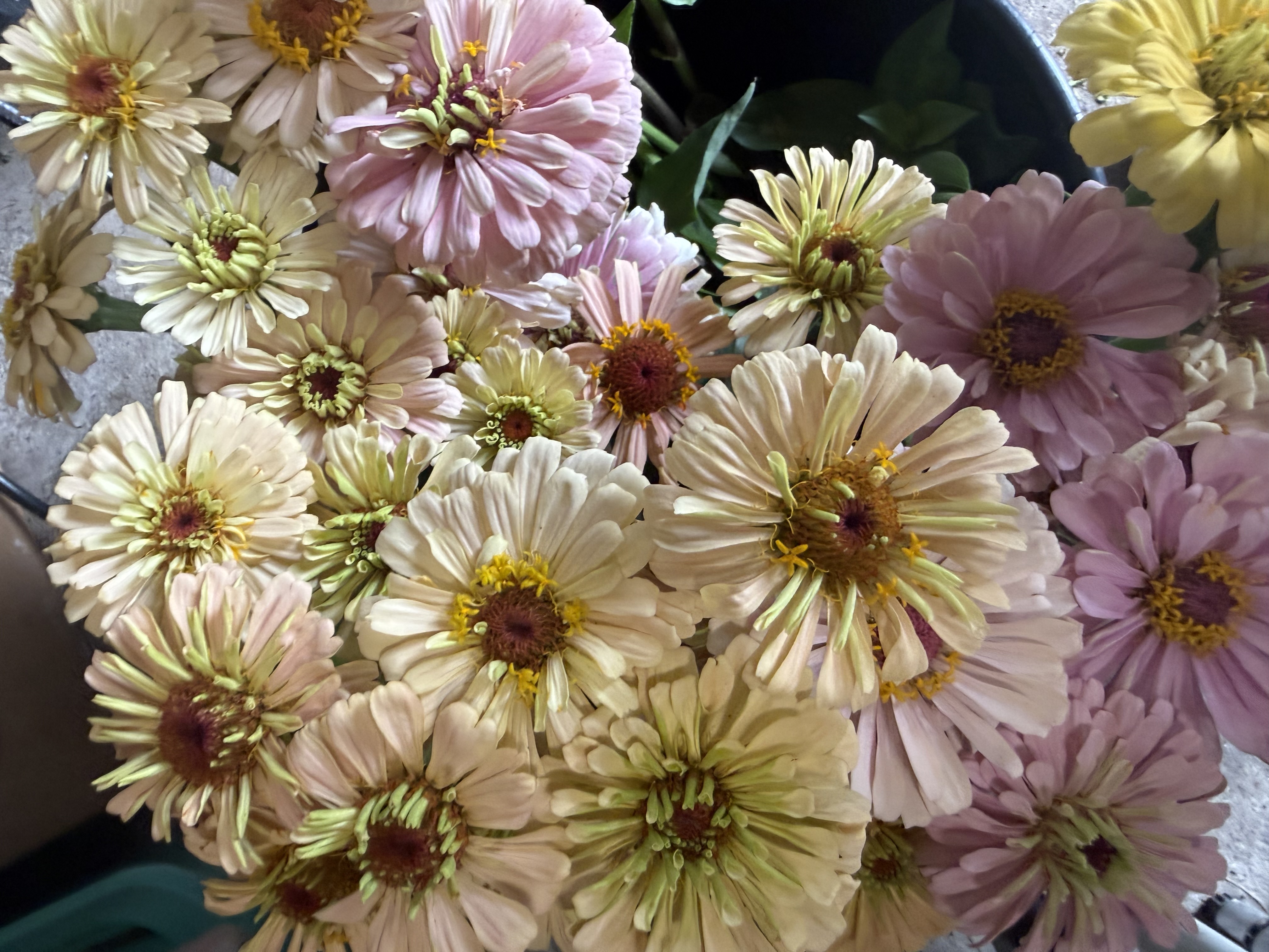 ZINNIA